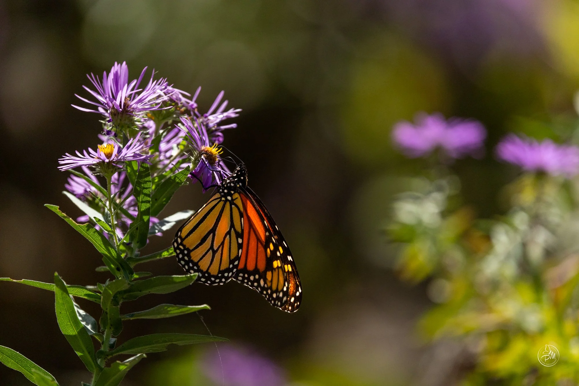 20251005-142053- Butterflies Oct 5, 2025-6-7.jpg
