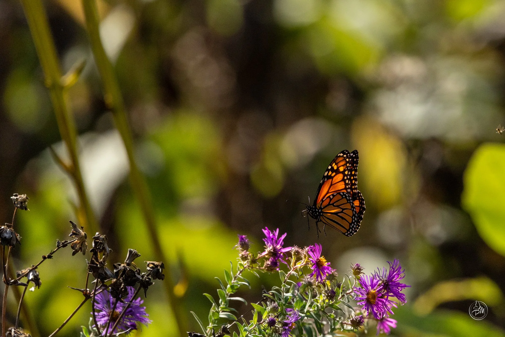 20251005-142029- Butterflies Oct 5, 2025-3-6.jpg