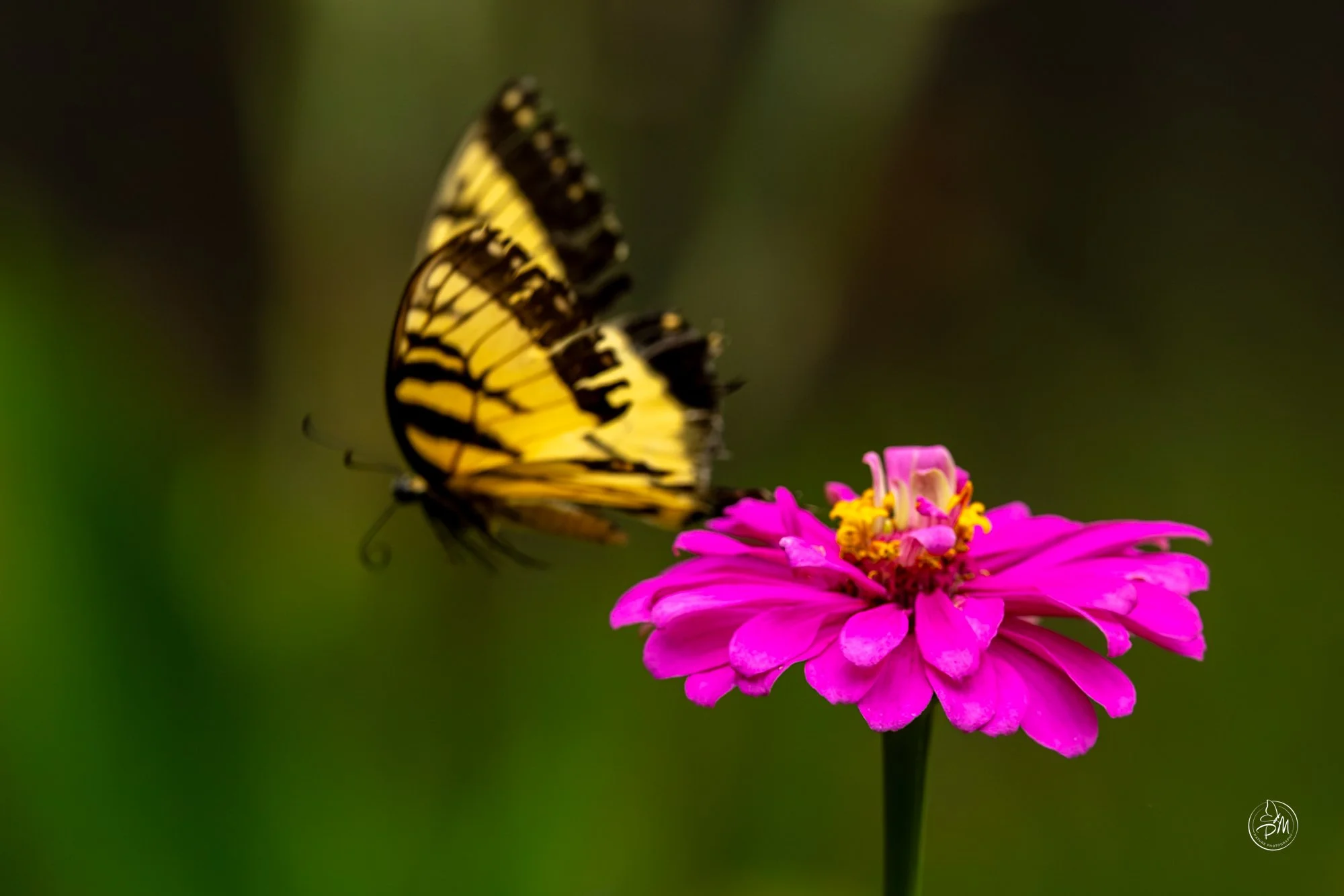 20260913-120158-Butterflies Sept 13 2026-39-3.jpg