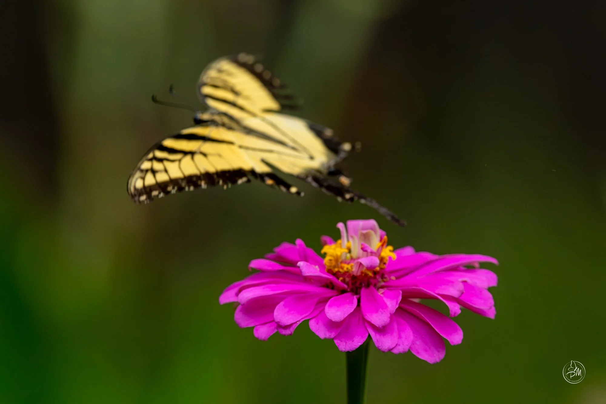 20260913-120158-Butterflies Sept 13 2026-37-2.jpg