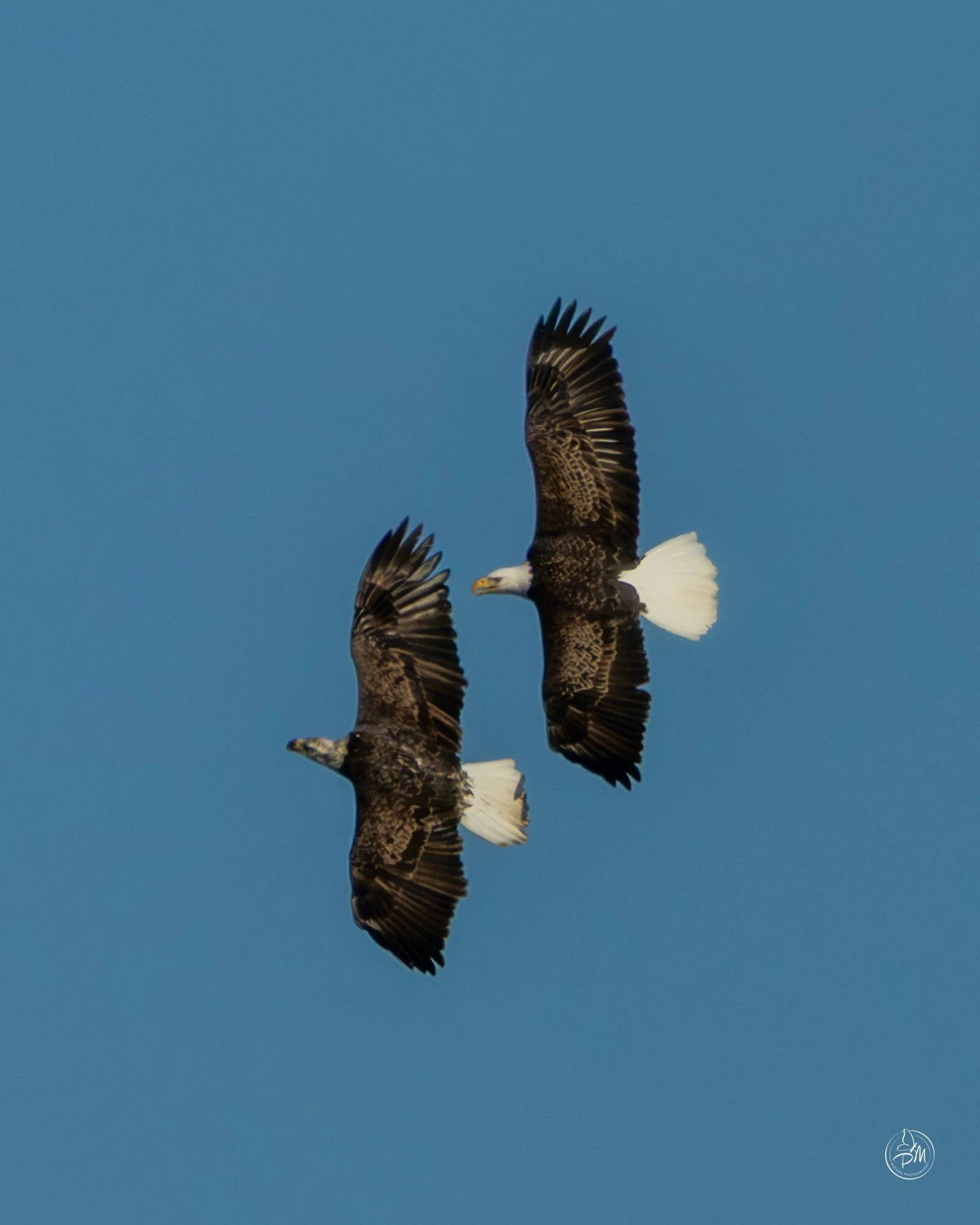 20260208-163924-Nature February 8 2026-5.jpg