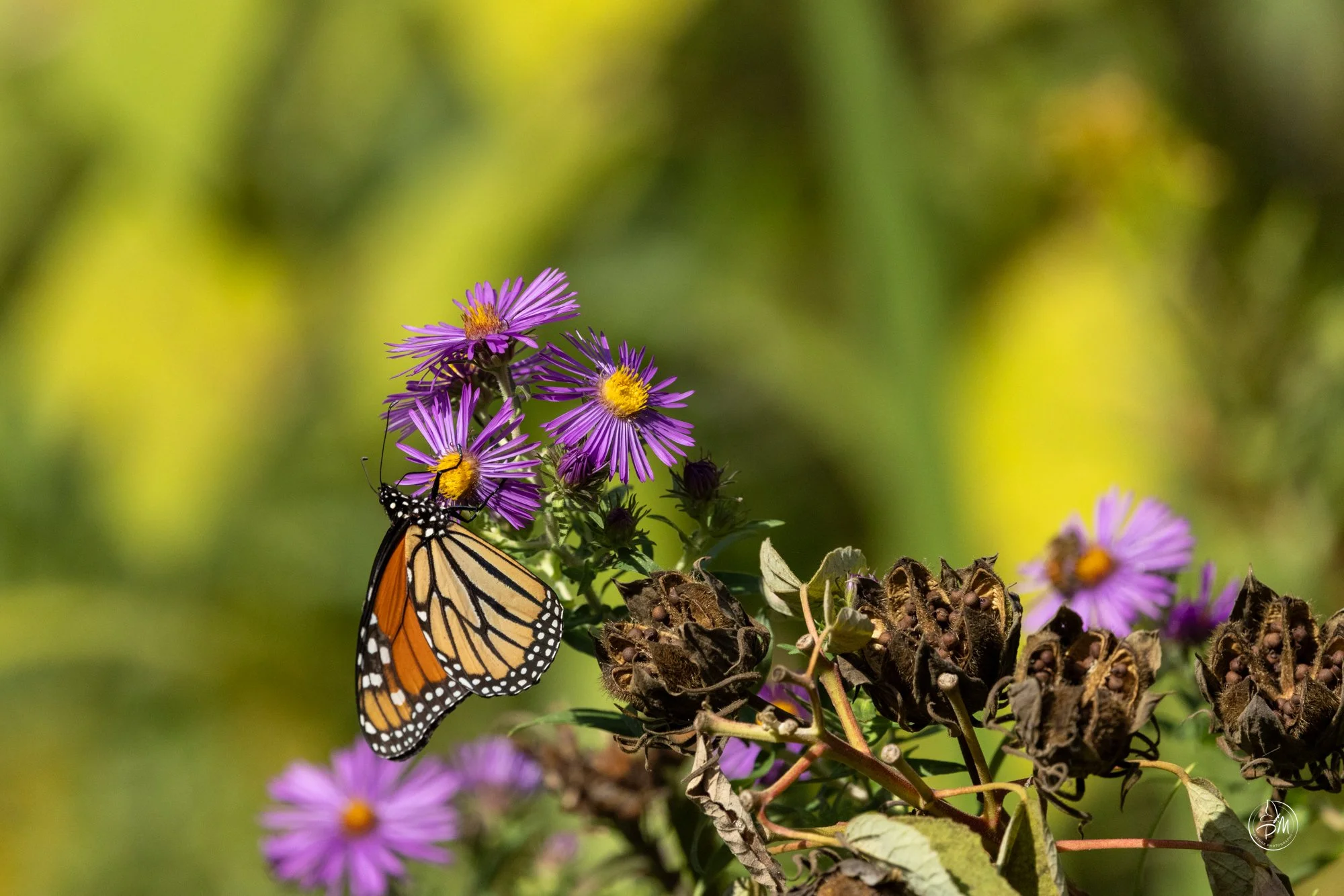 20251005-143120- Butterflies Oct 5, 2025-6-10.jpg