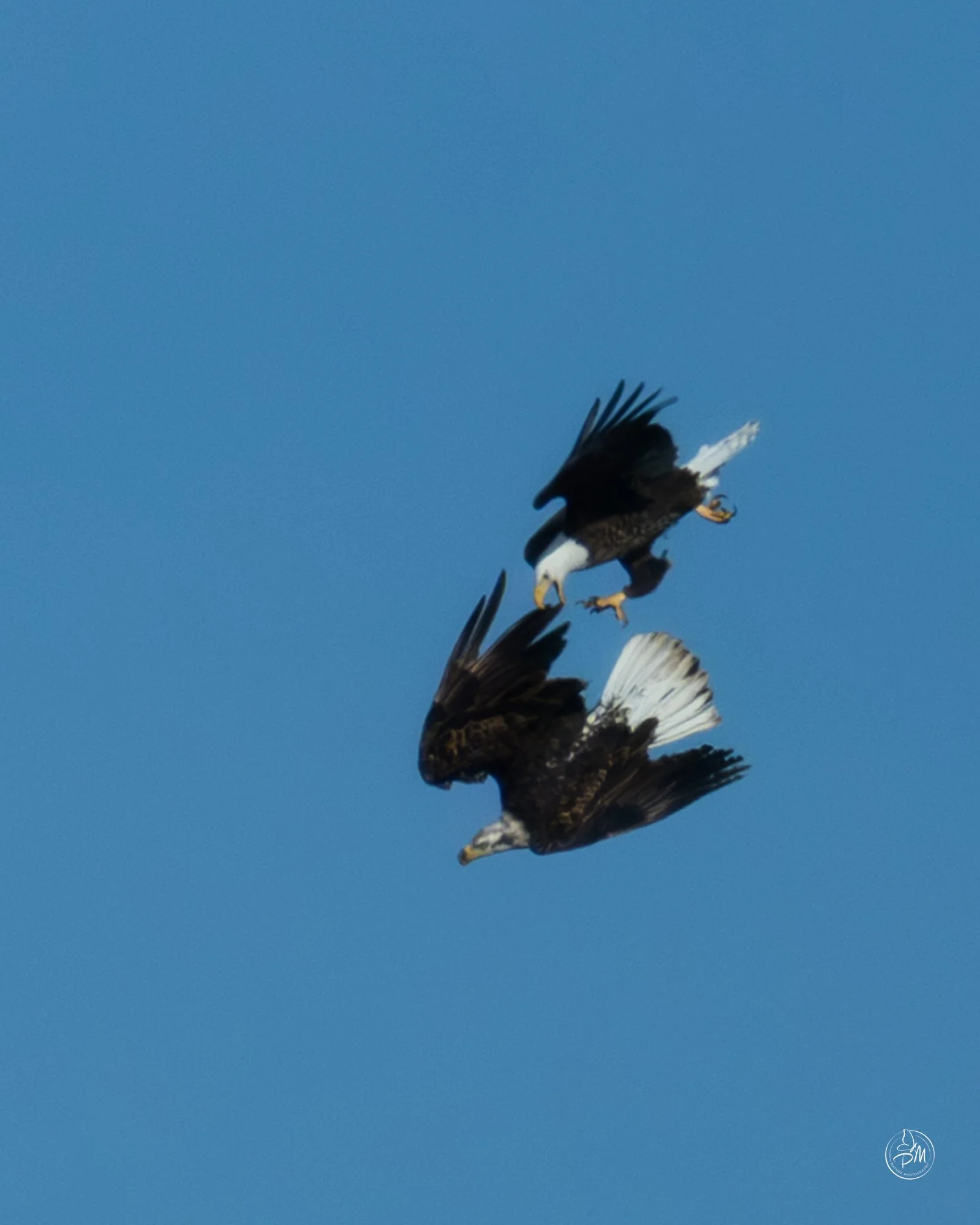 20260208-163938-Nature February 8 2026-6-6.jpg