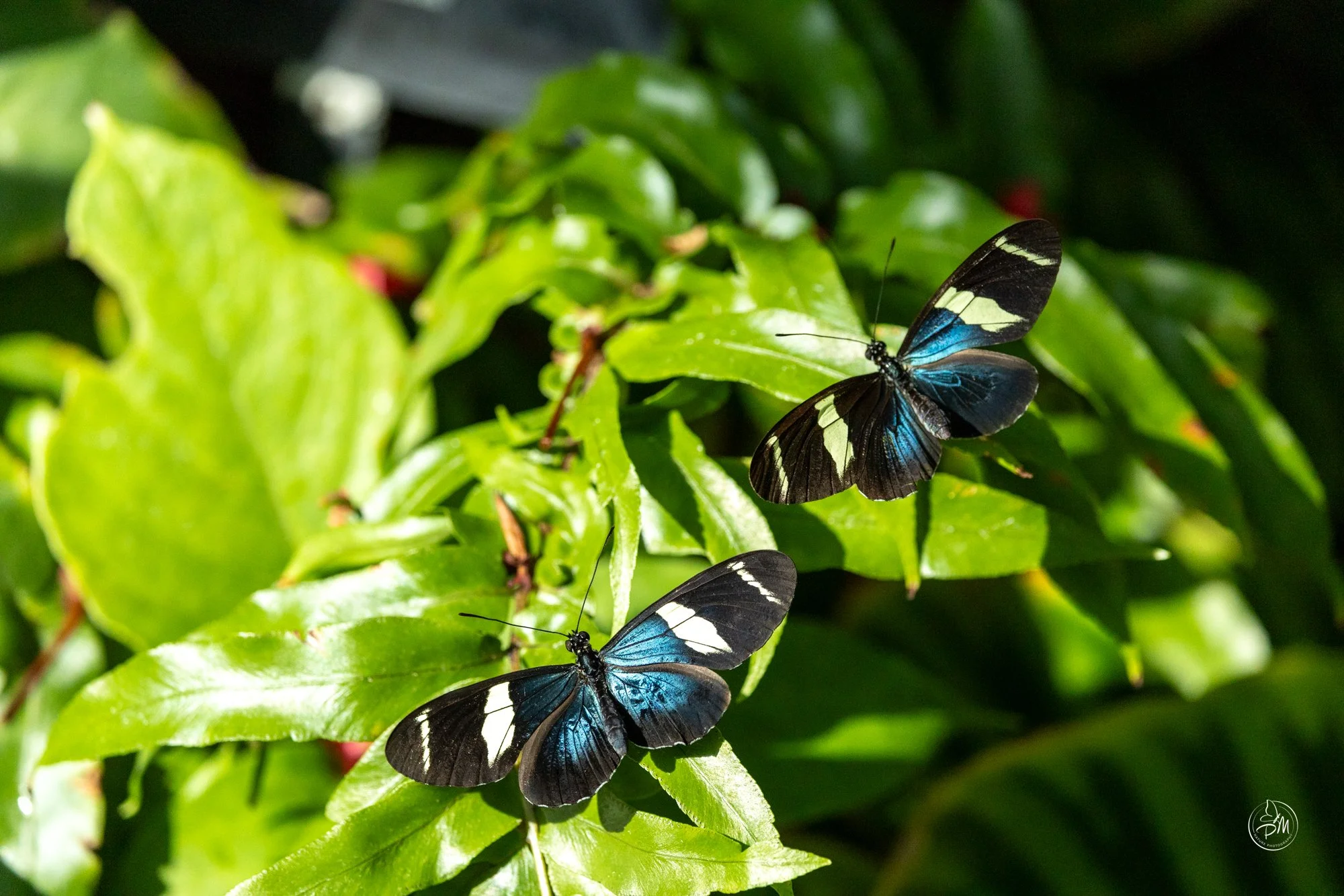 20251005-135910- Butterflies Oct 5, 2025-11-4.jpg