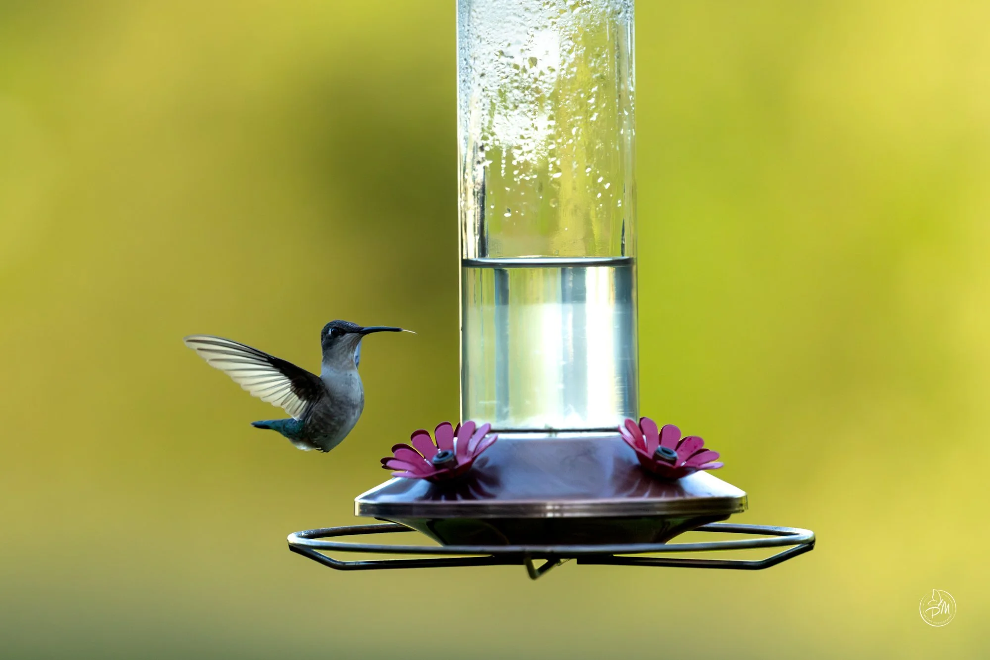 20260509-190658-Nature May 9, 2026-1.jpg