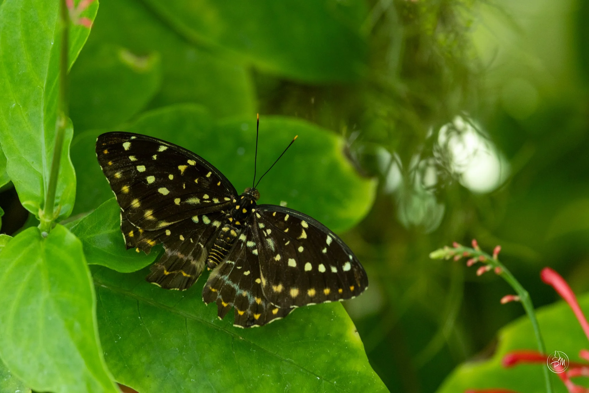 20251005-134221- Butterflies Oct 5, 2025-2.jpg