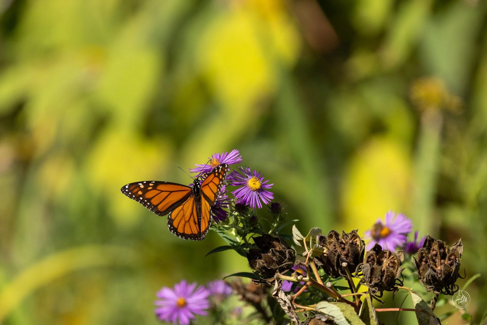 20251005-143120- Butterflies Oct 5, 2025-7-11 2.jpg