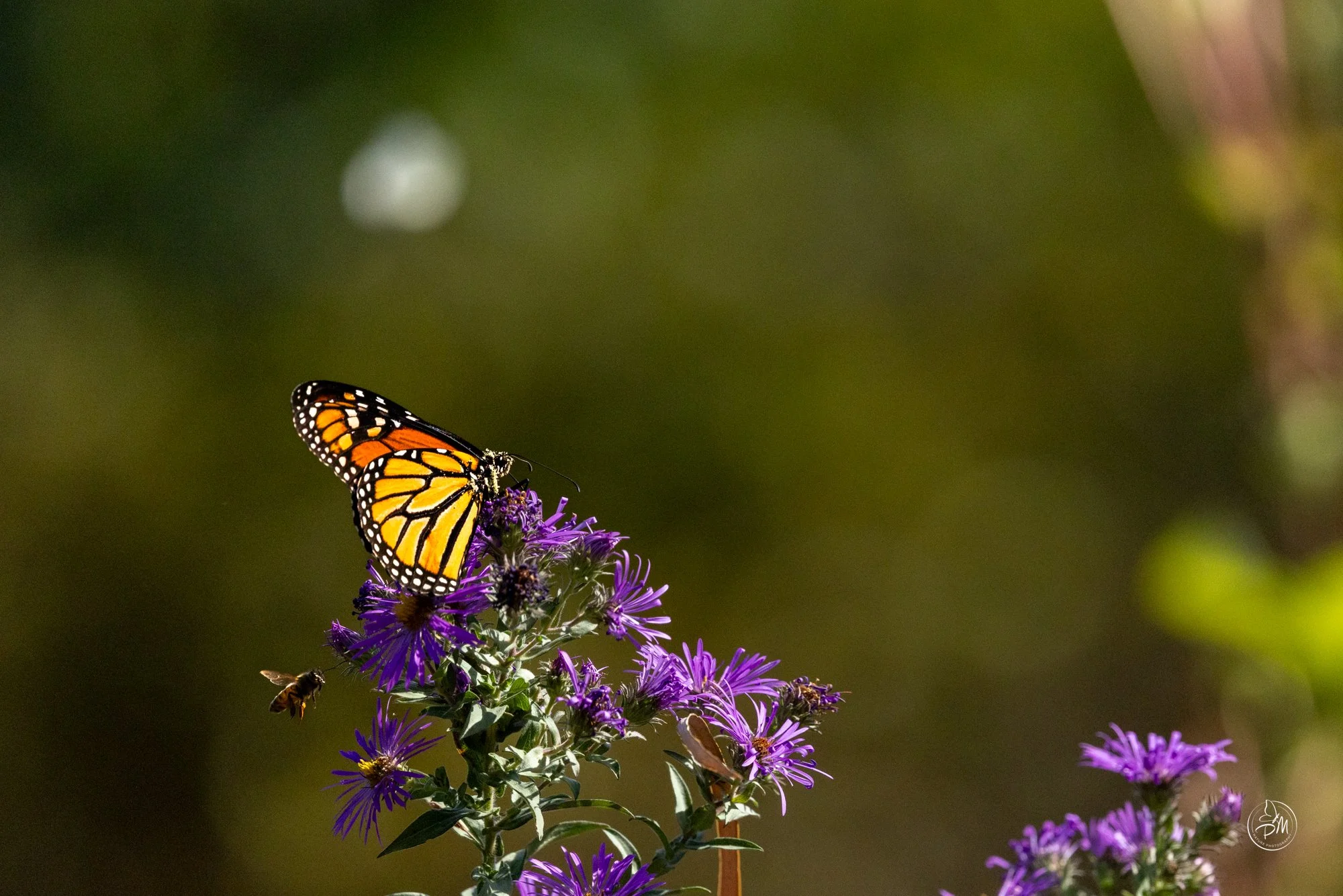 20251005-141410- Butterflies Oct 5, 2025-5.jpg