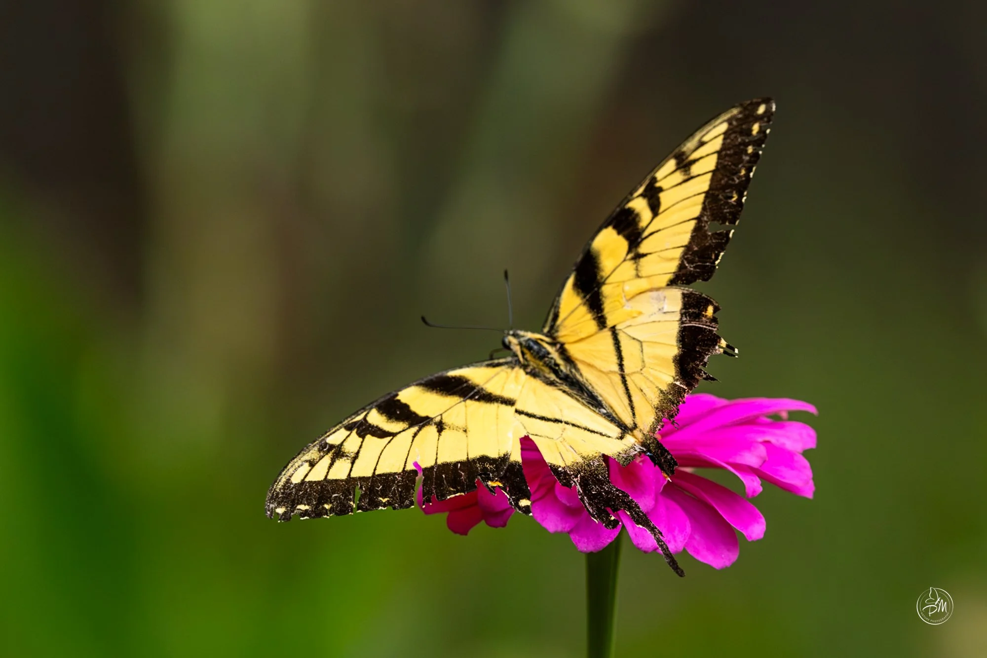 20260913-120156-Butterflies Sept 13 2026-14-1.jpg