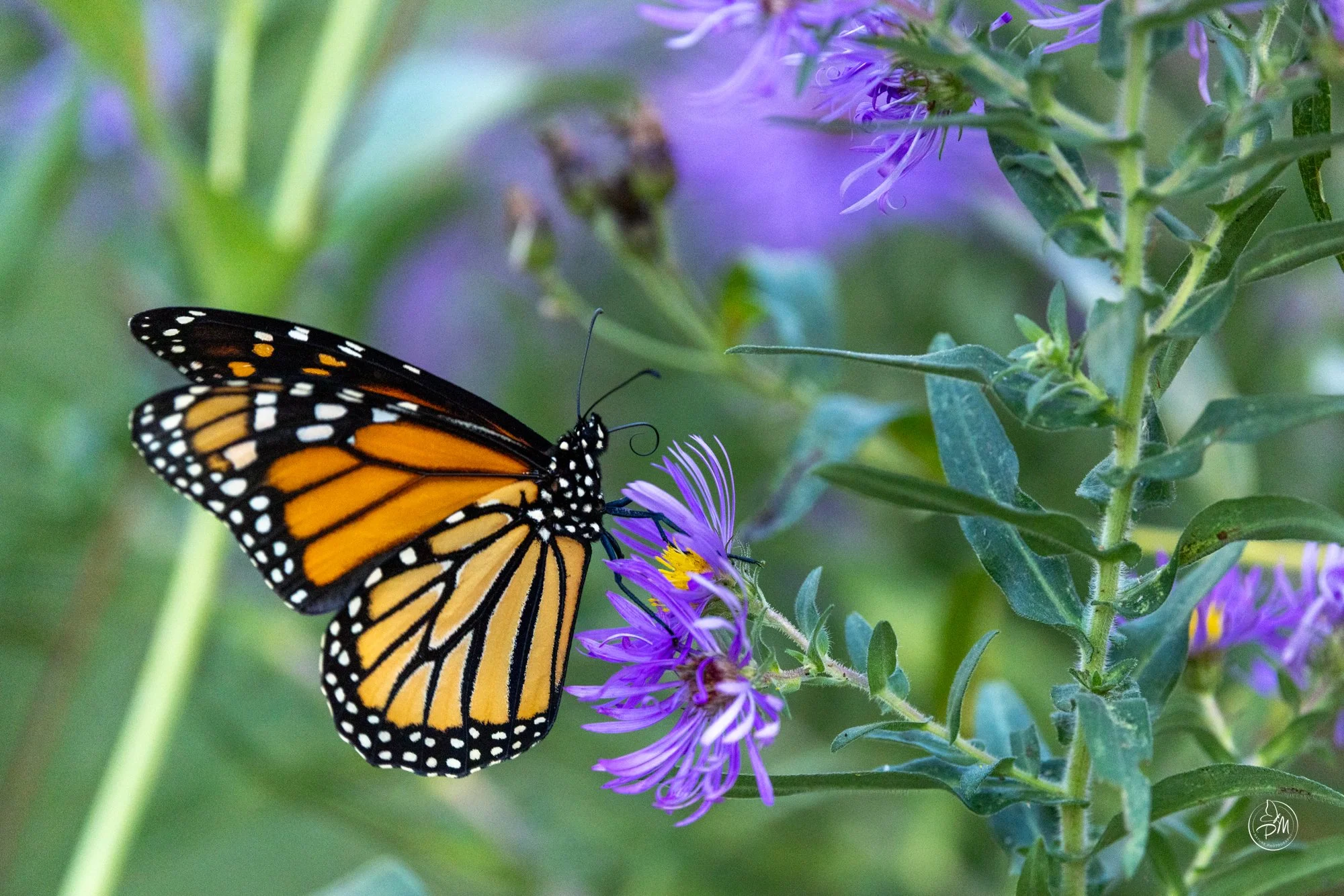 20251005-142541- Butterflies Oct 5, 2025-2-9.jpg