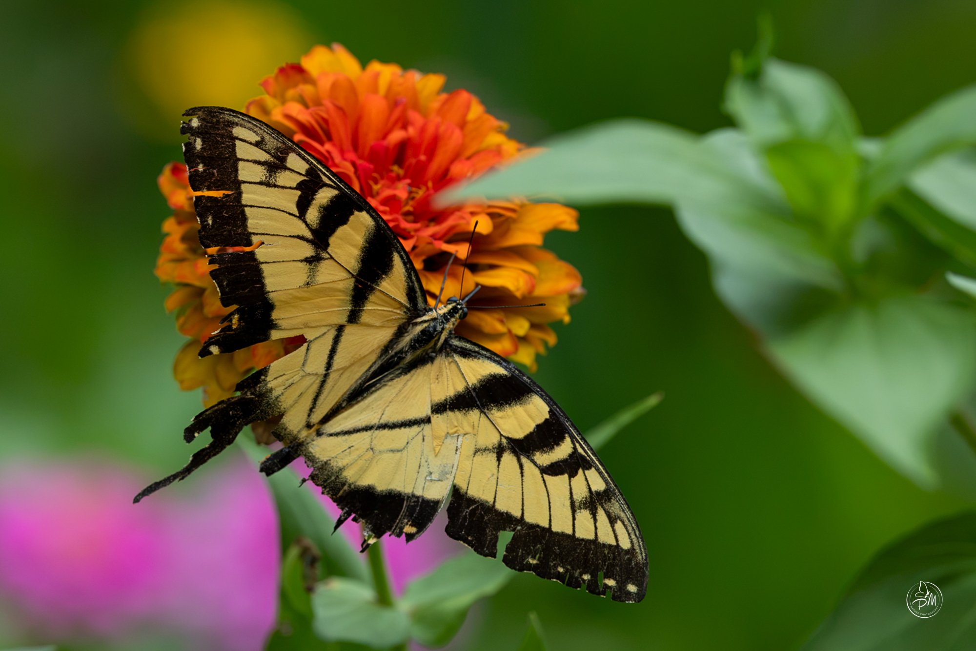 Wild Butterflies