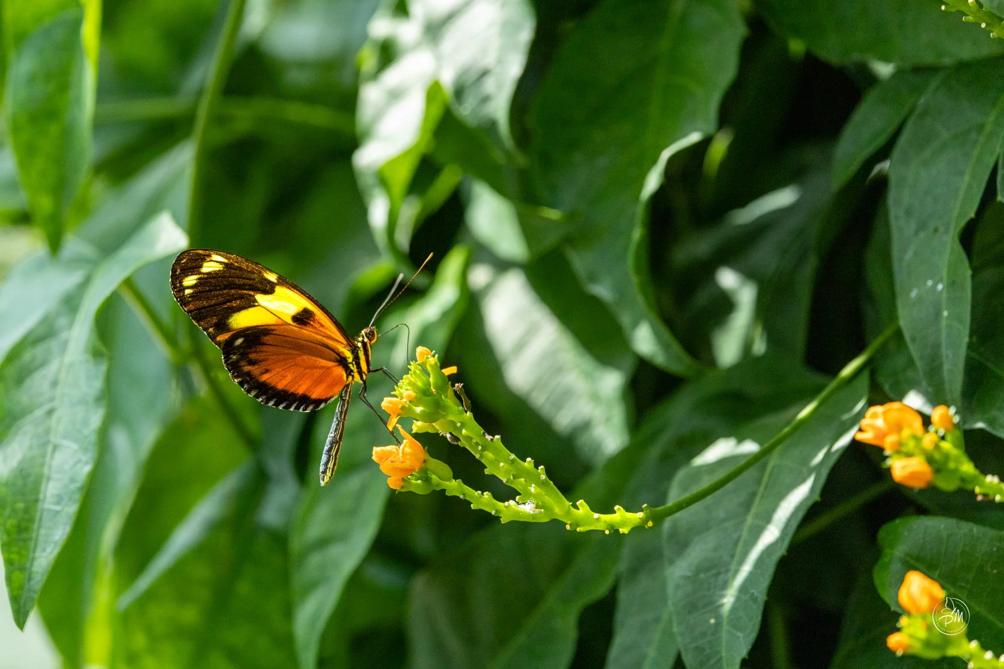 20251005-134332- Butterflies Oct 5, 2025-3.jpg