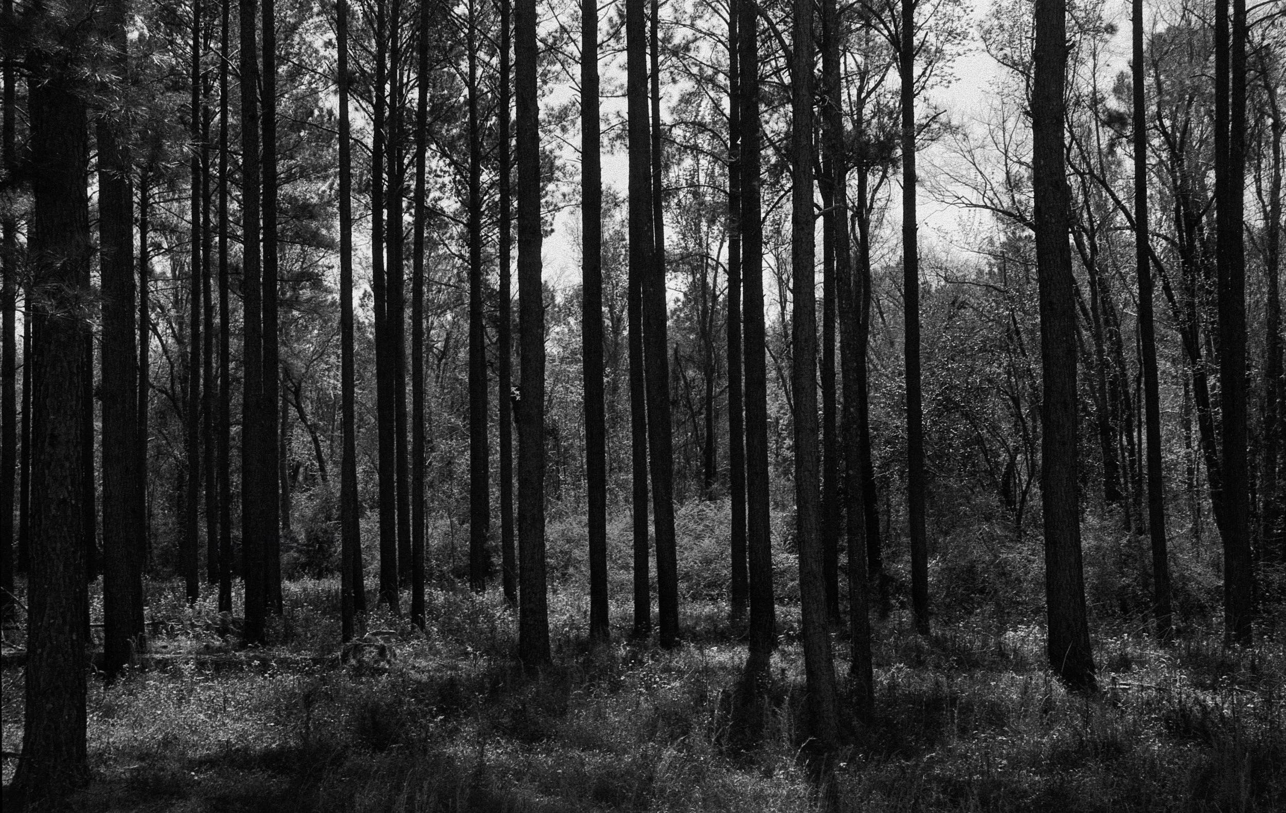 Rural Georgia-13.jpg