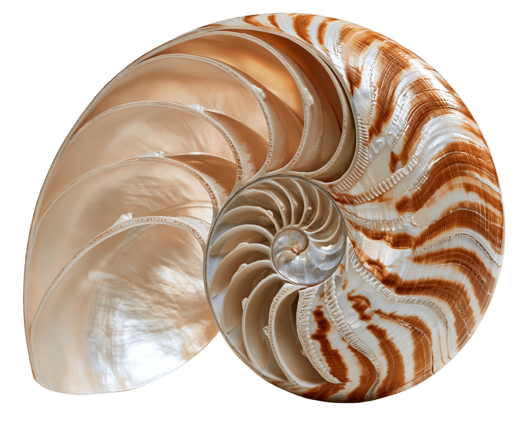 nautilus shell symbolizing growth, expansion and leaving behind old identities and what no longer serves you