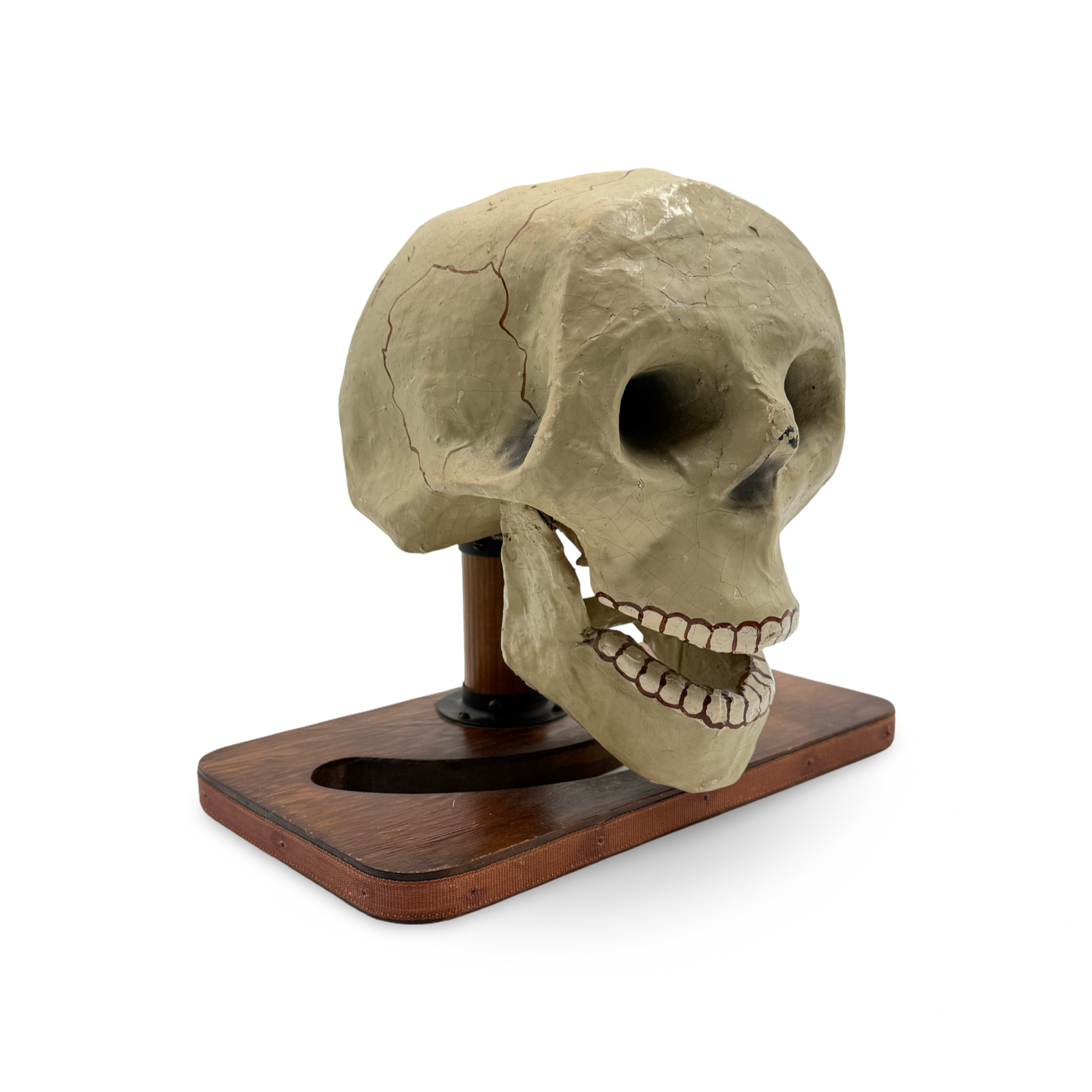 Talking Skull. Colon: Abbott’s Magic Co., ca. 1940s.