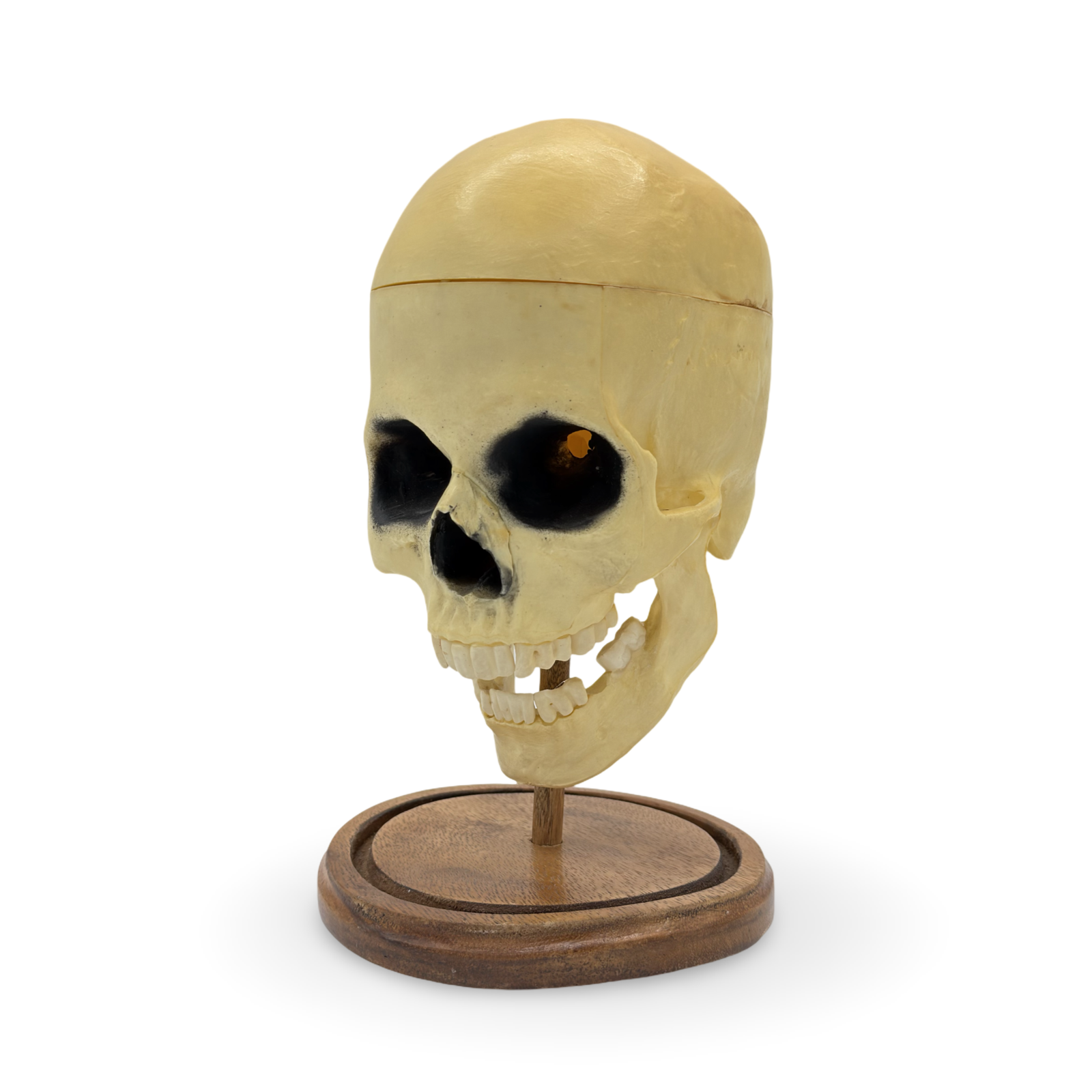 Talking Skull. Unknown maker, ca. mid-20th century.
