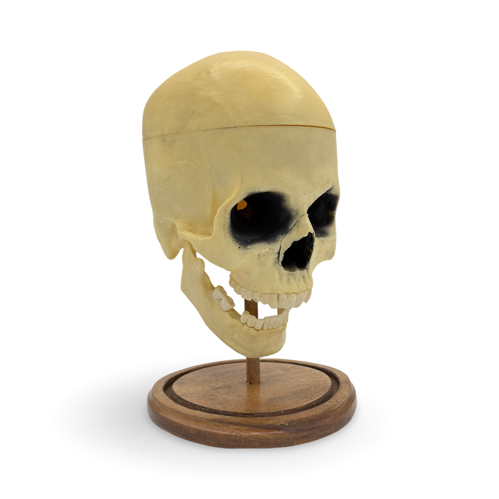 Talking Skull. Unknown maker, ca. mid-20th century.