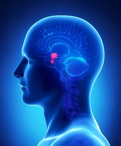 LH and FSH: The Pituitary Hormones That Set the Whole Hormone System in Motion