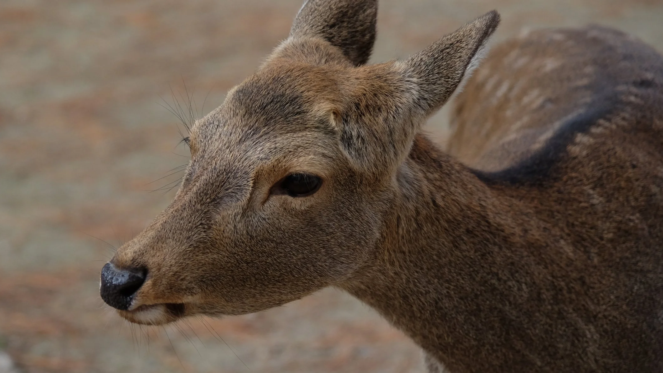 Nara deer posing for cookies