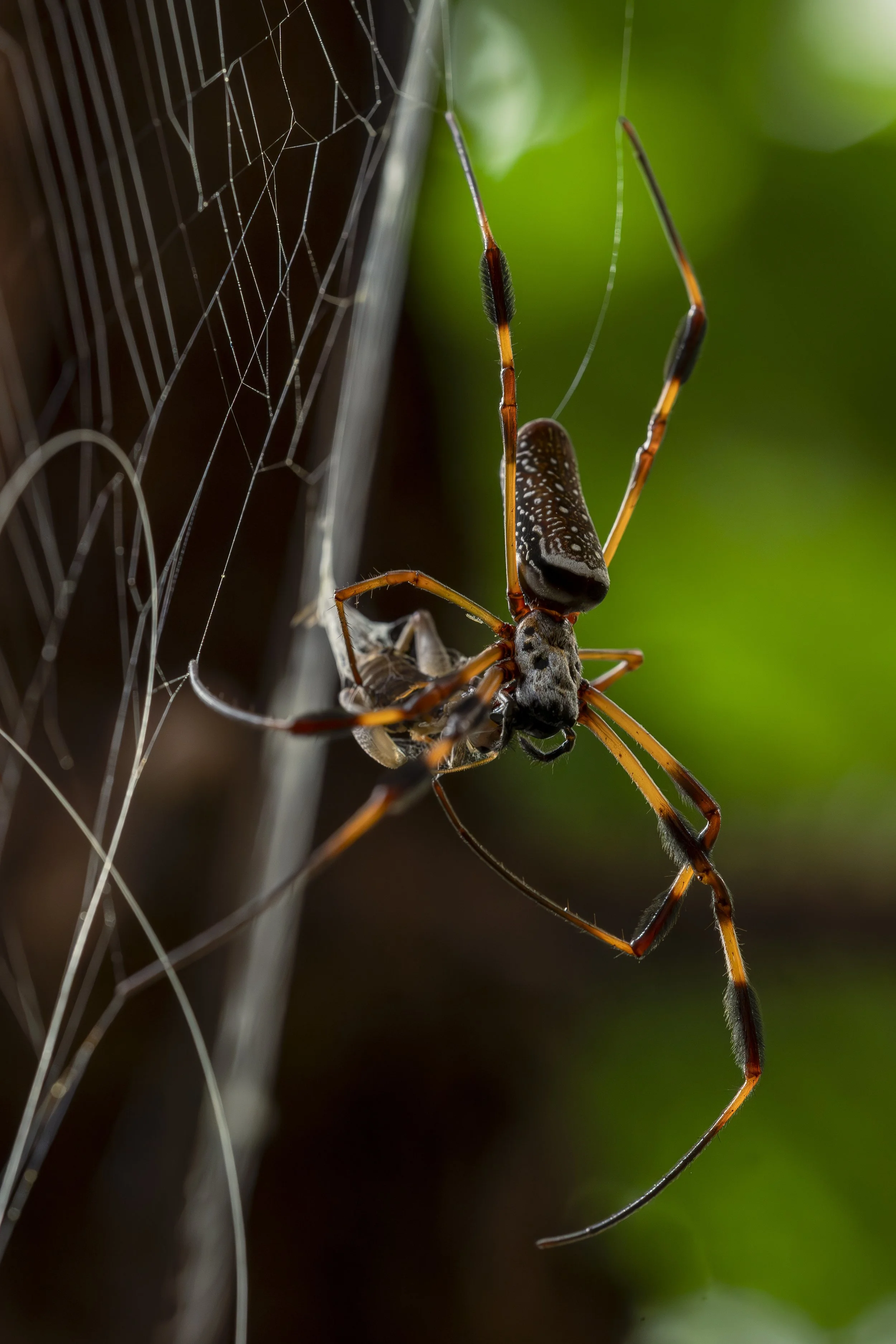 Butterfly Pavilion-13.jpg