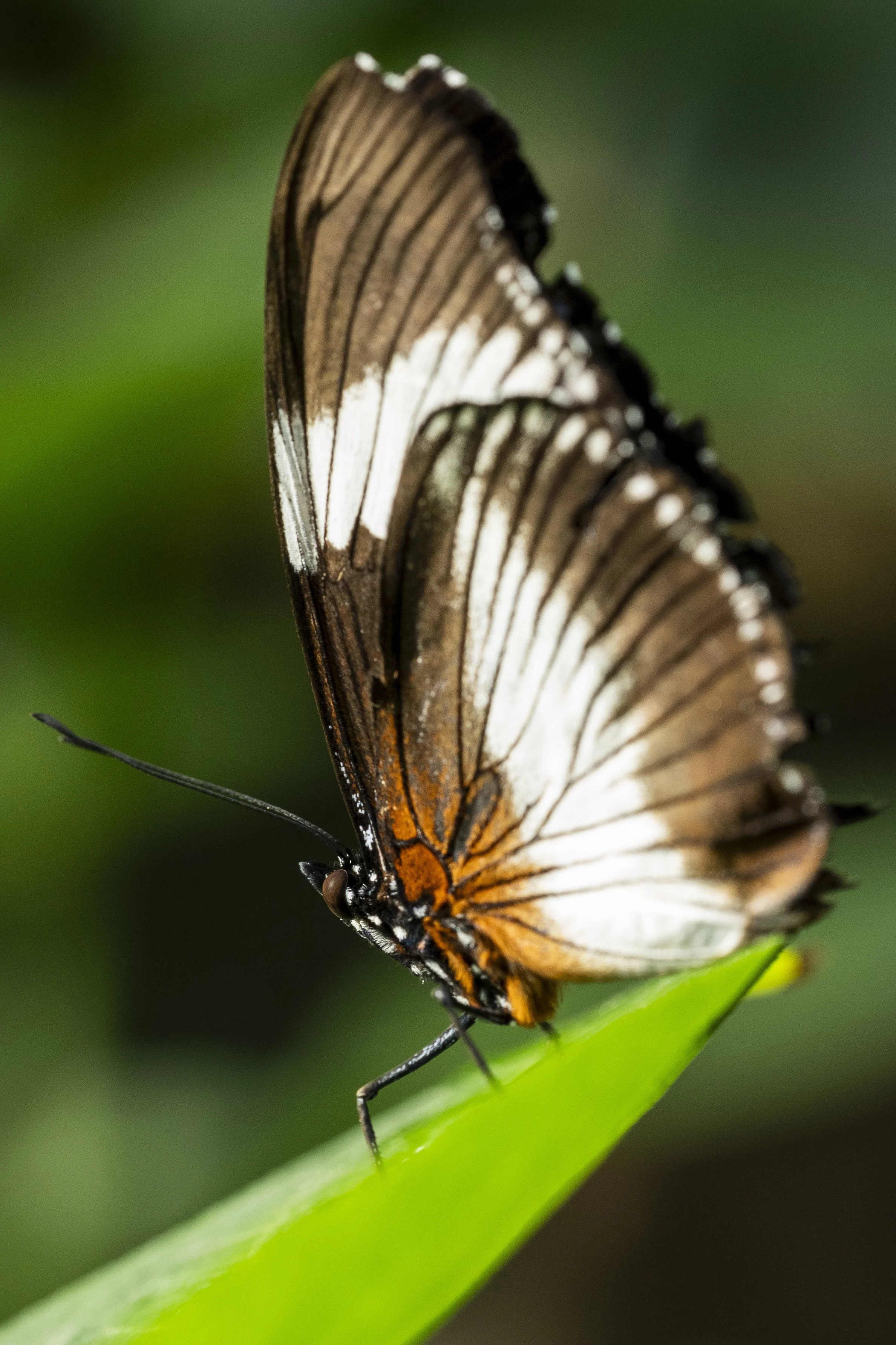 Butterfly Pavilion.jpg