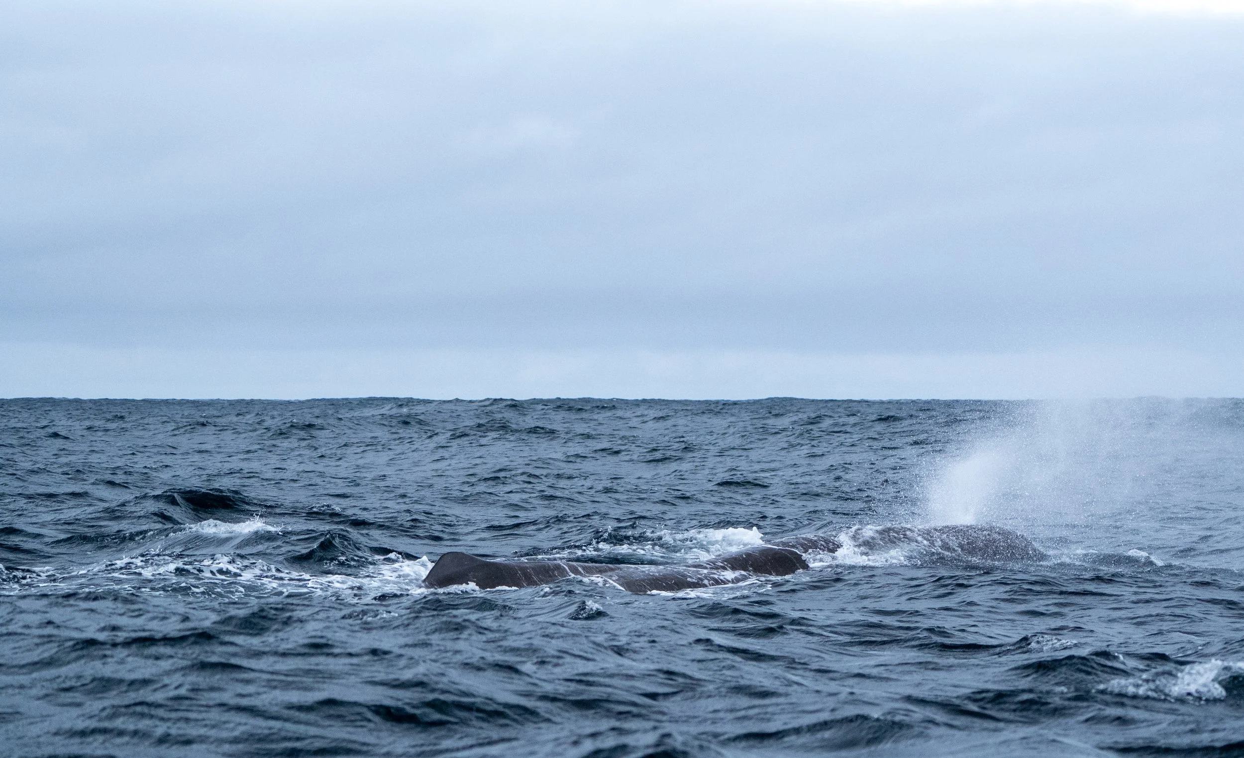 Sperm Whale 8.jpg