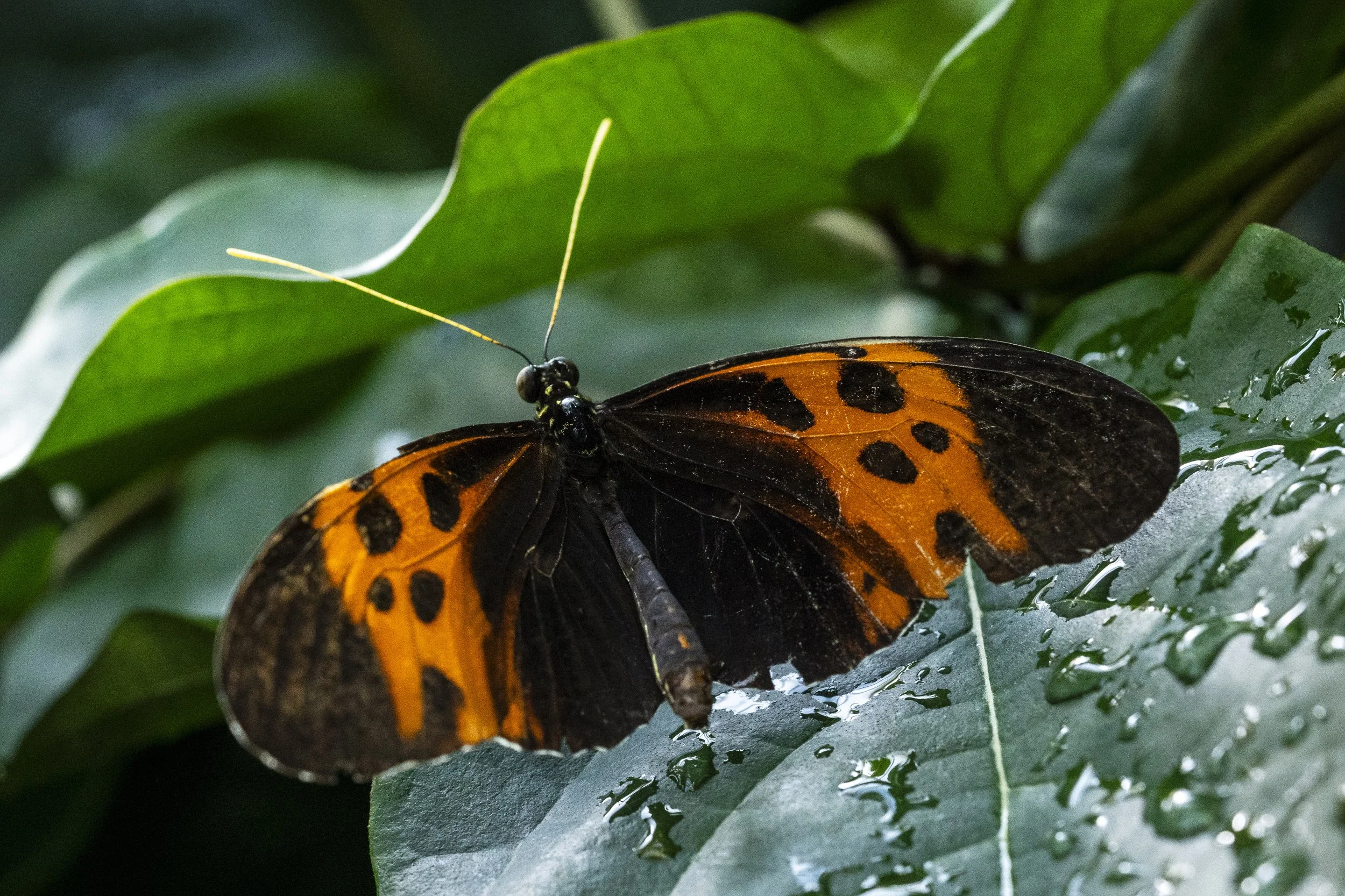 Butterfly Pavilion-8.jpg