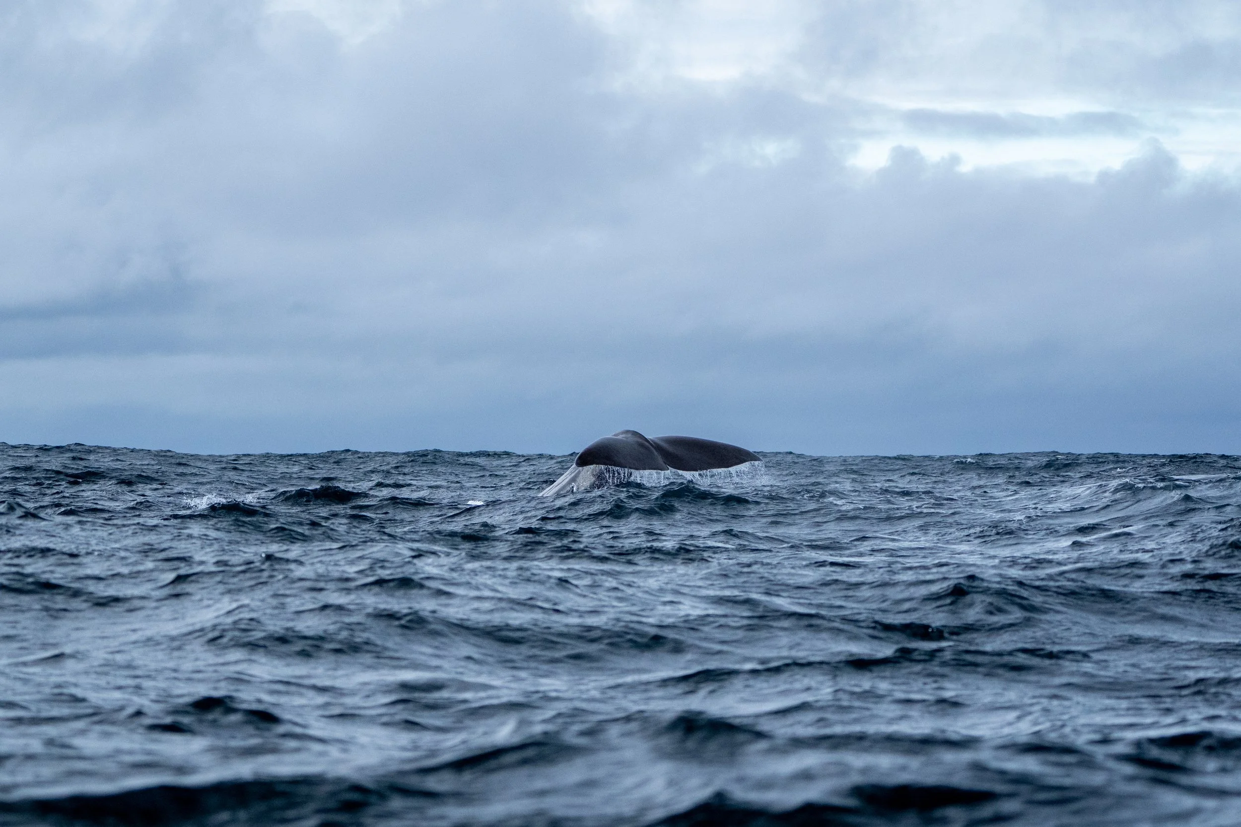 Andenes Sperm Whales_.jpg