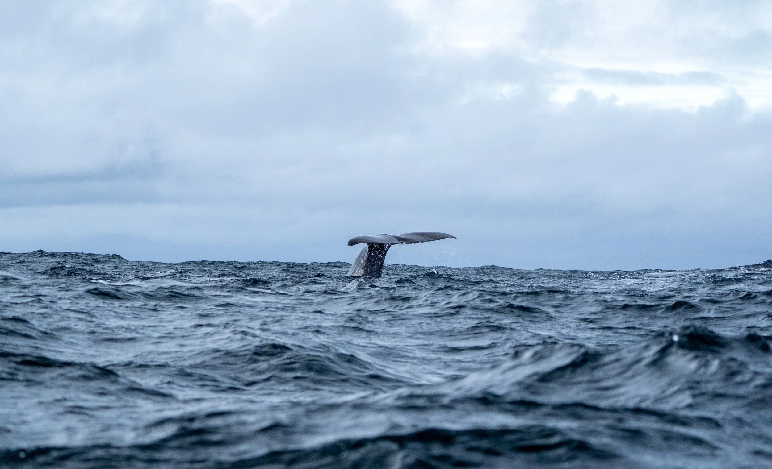 Sperm Whale 3.jpg