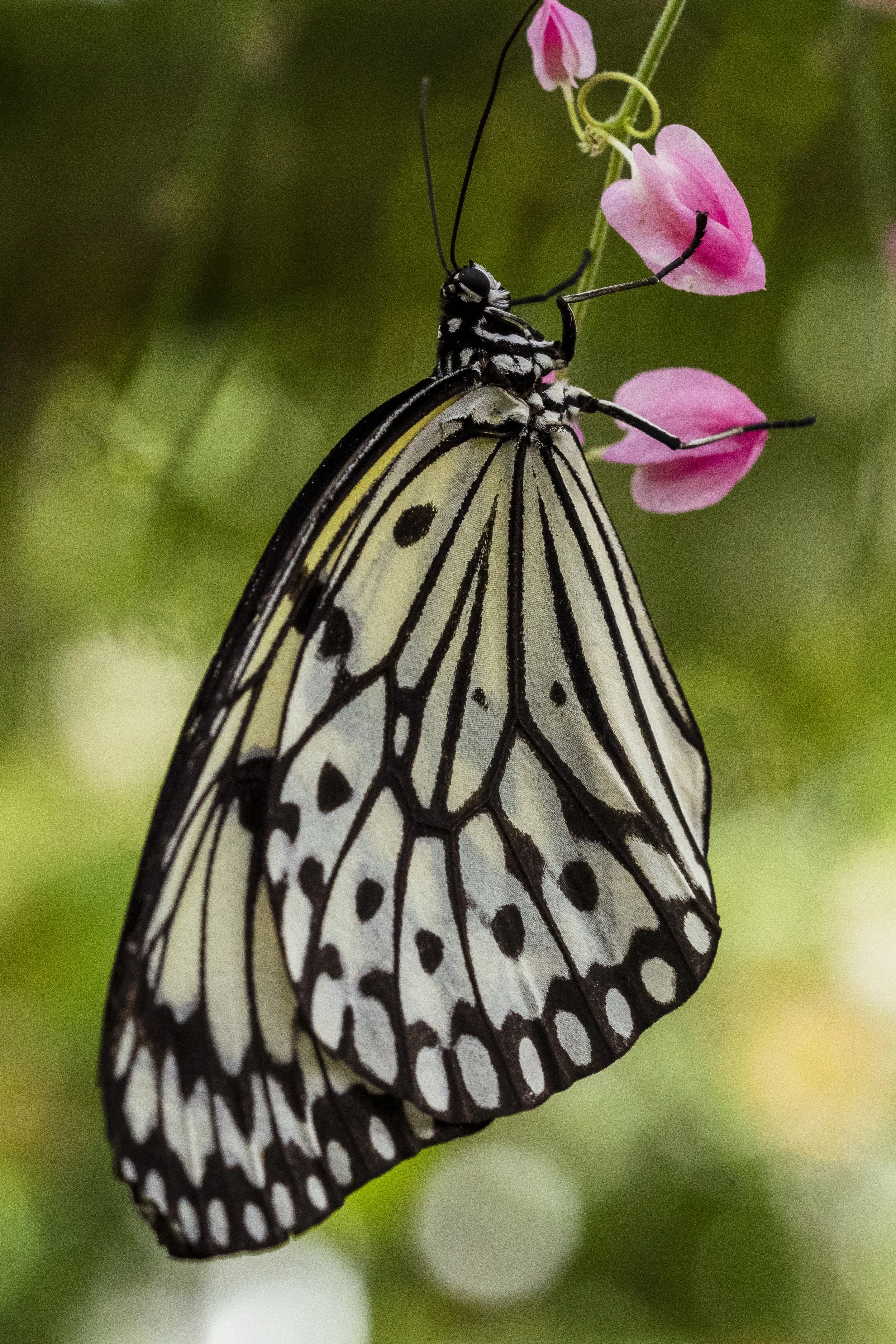 Butterfly Pavilion-10.jpg
