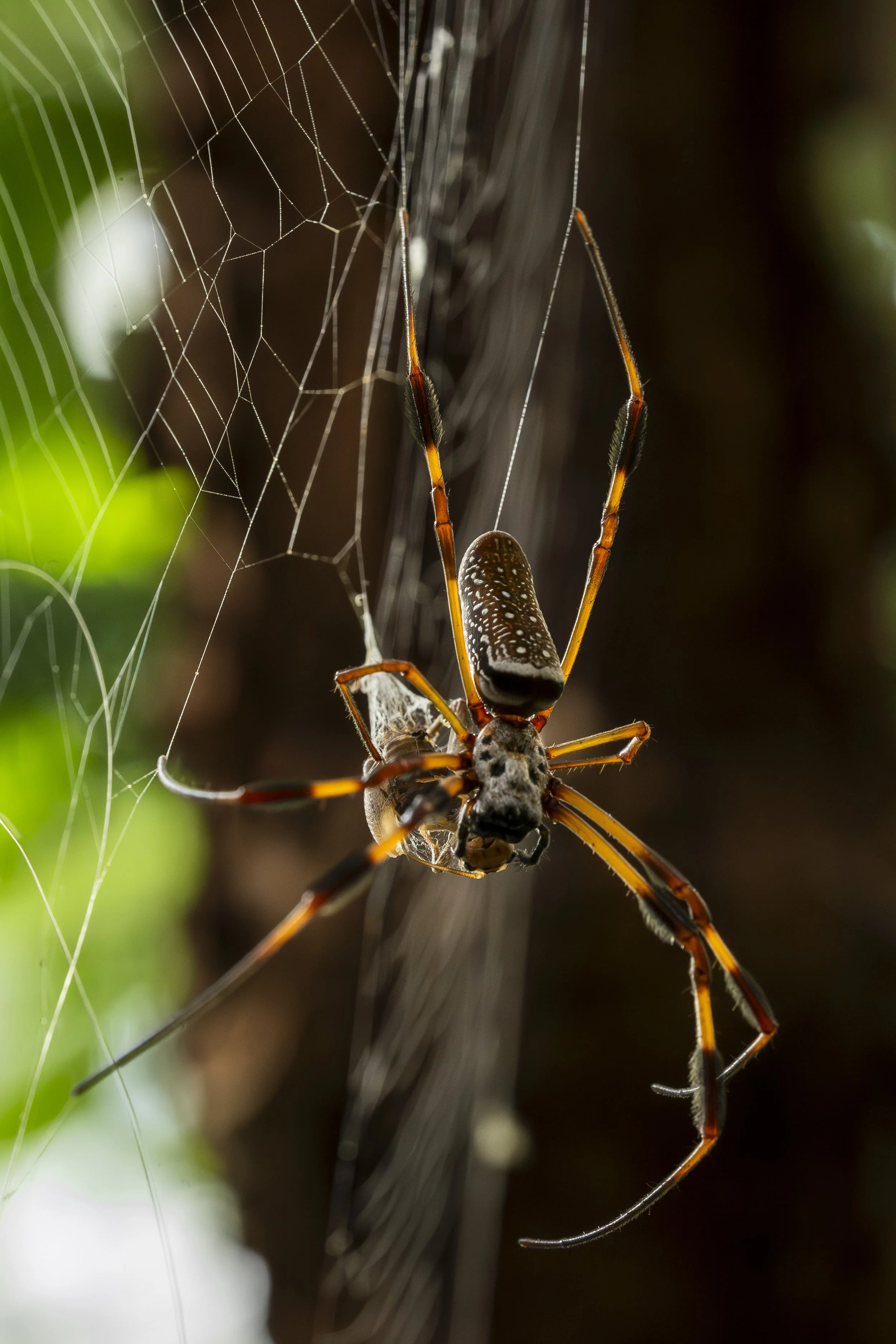 Butterfly Pavilion-6.jpg