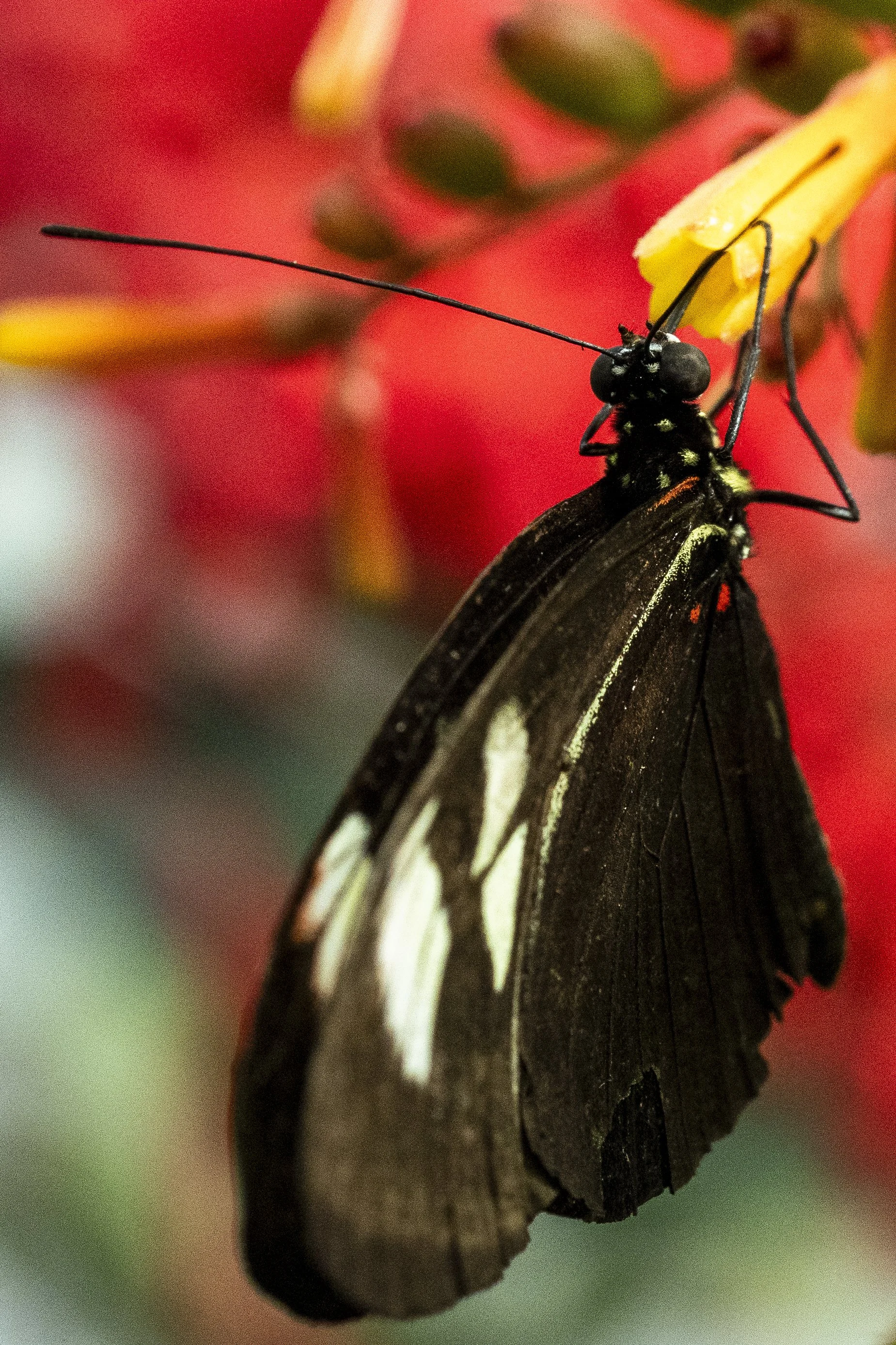 Butterfly Pavilion-12.jpg
