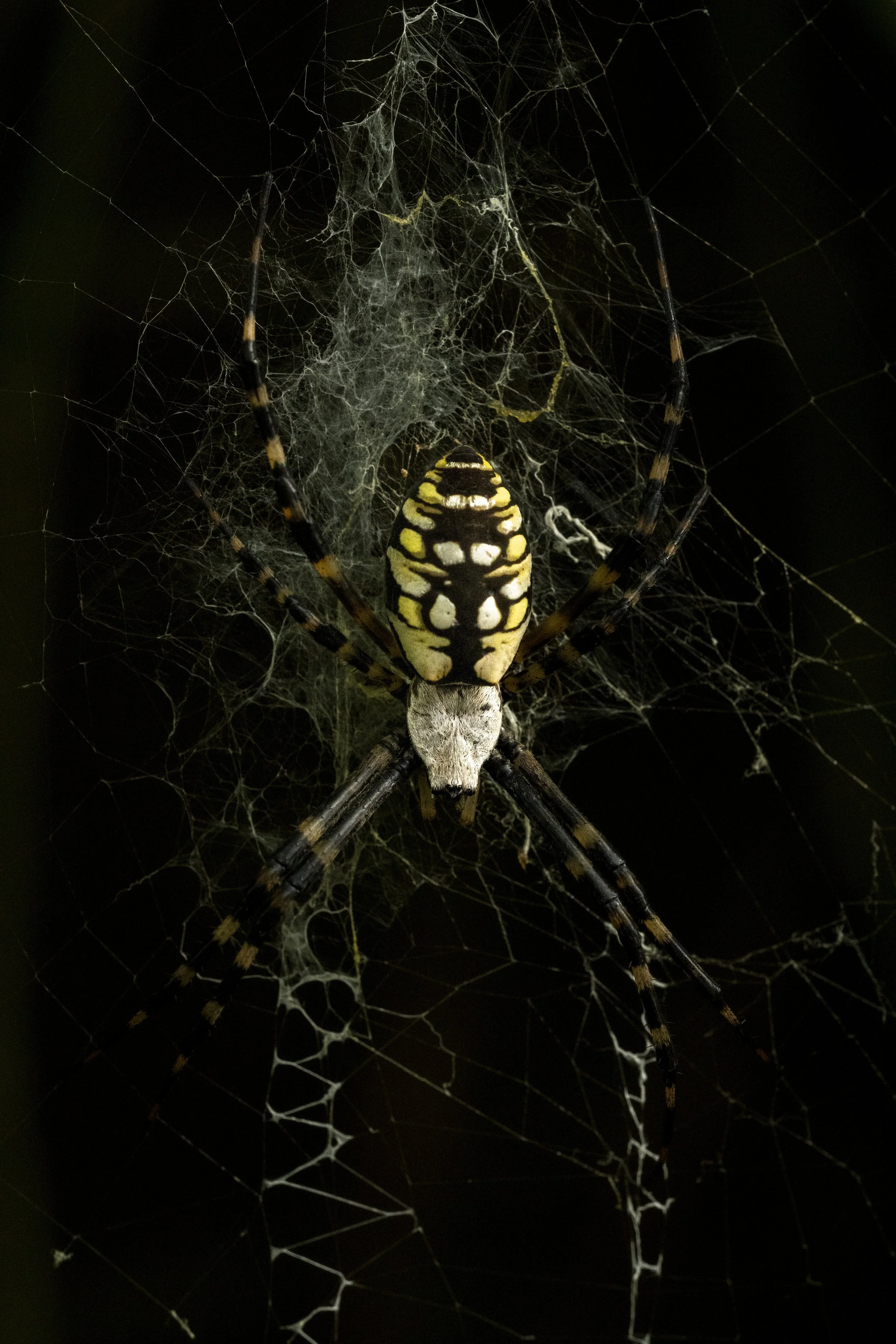 Butterfly Pavilion-5.jpg