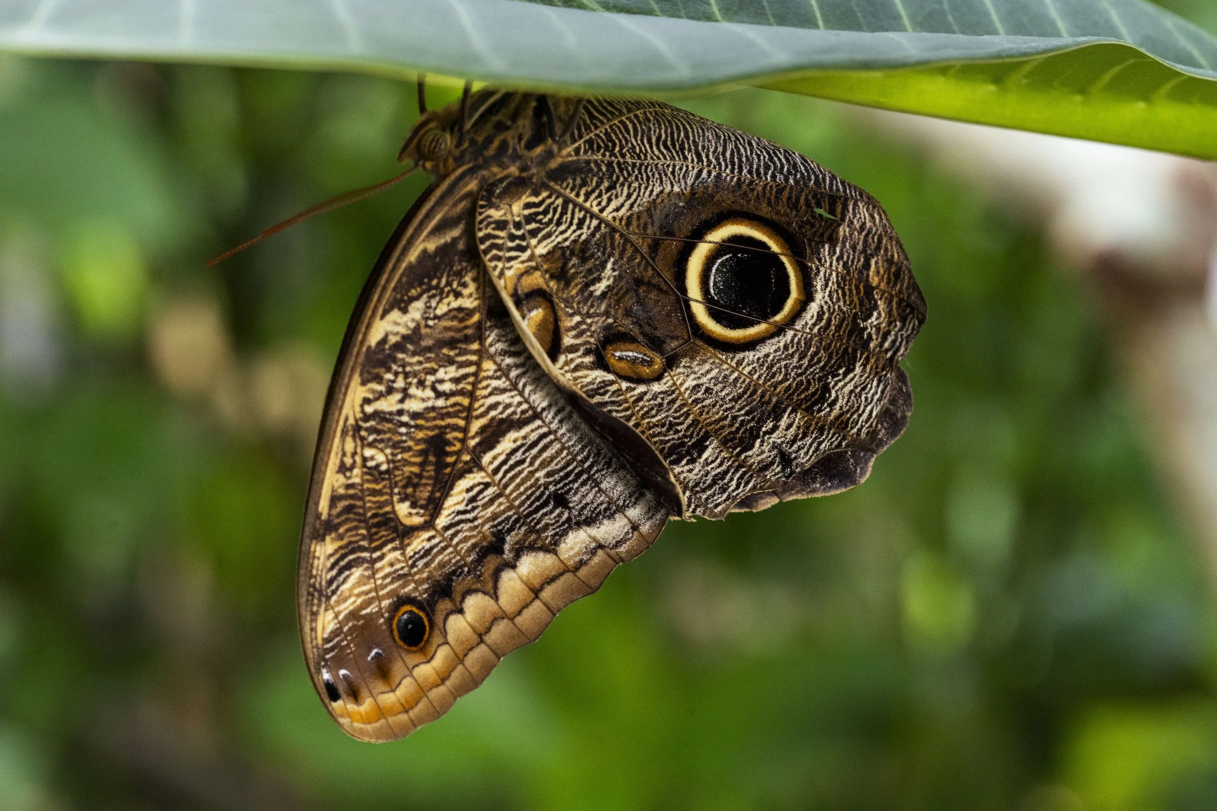 Butterfly Pavilion-3.jpg