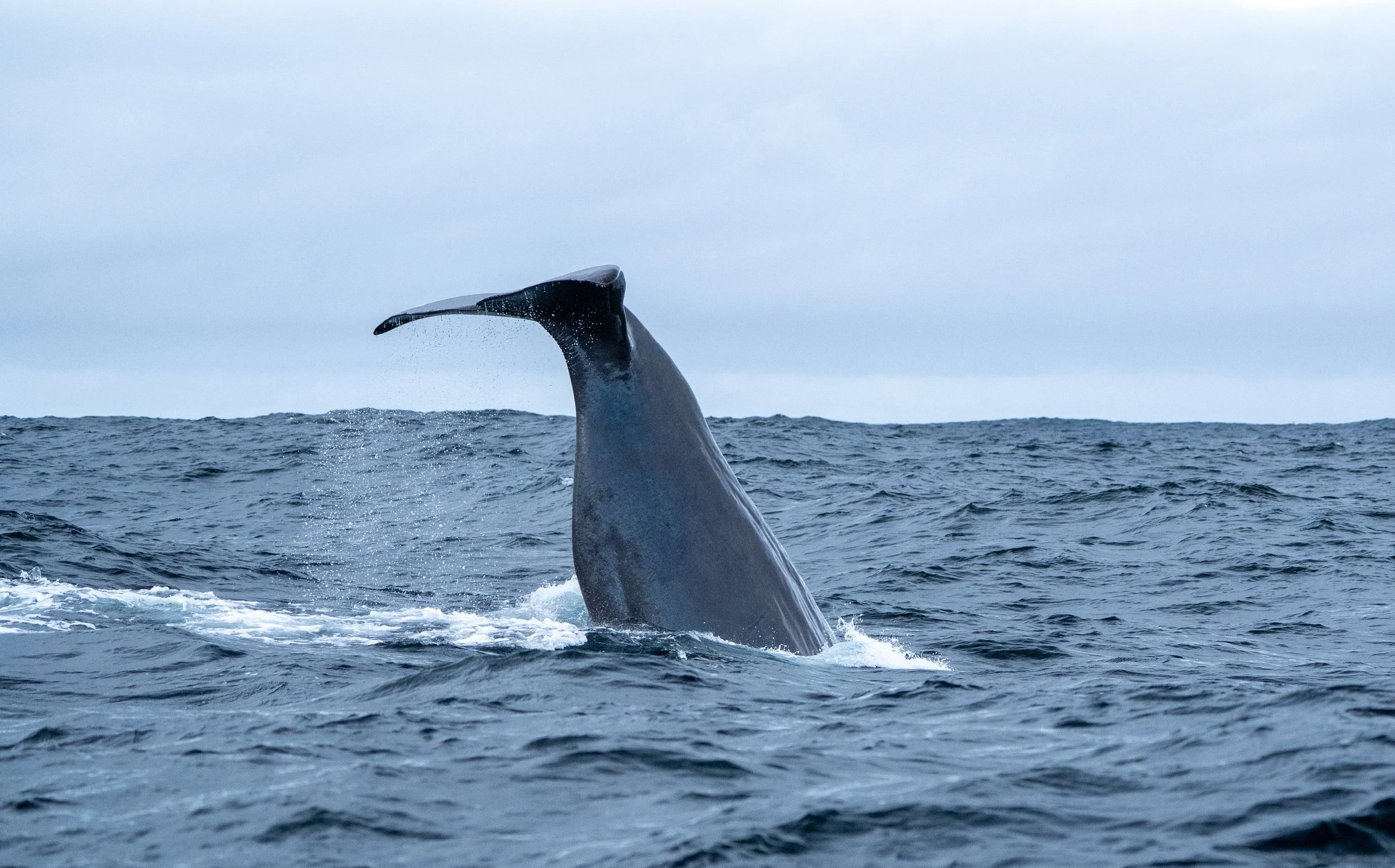 Sperm Whale 11.jpg