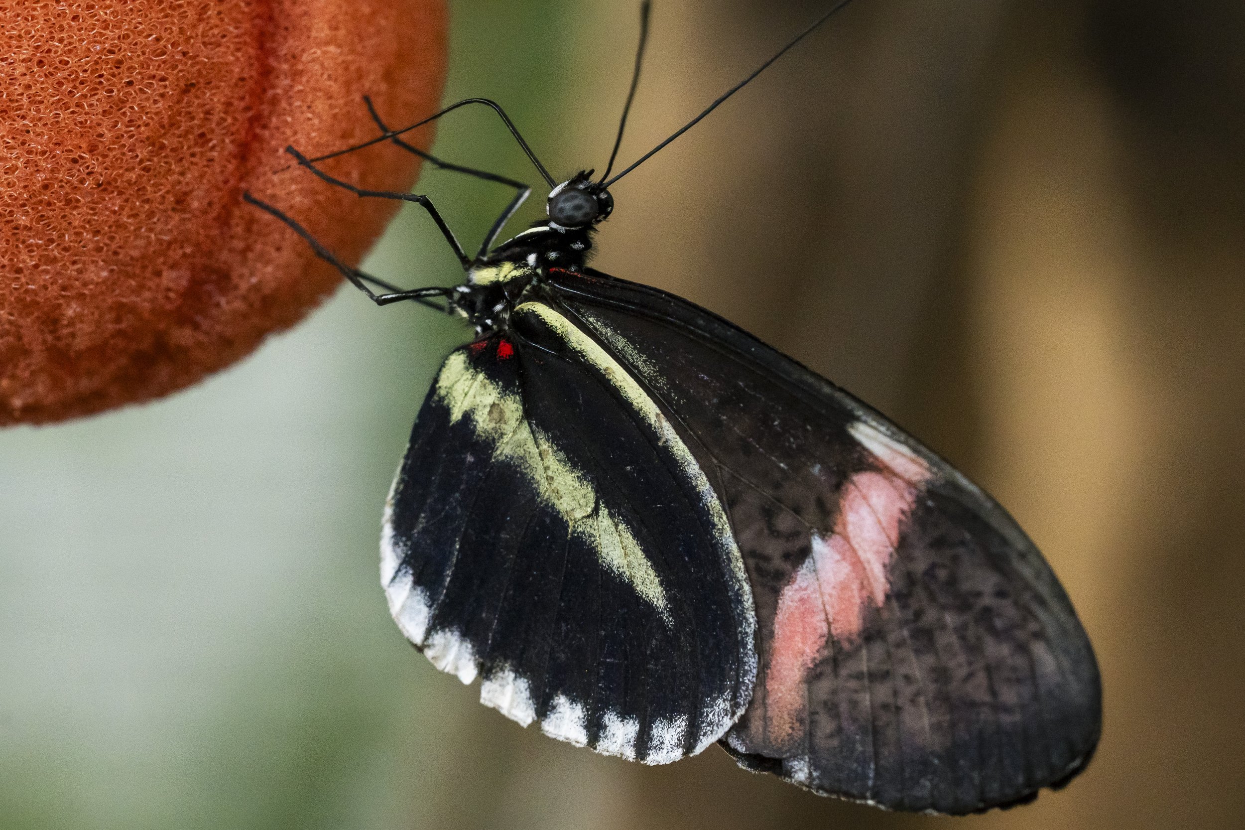Butterfly Pavilion-9.jpg
