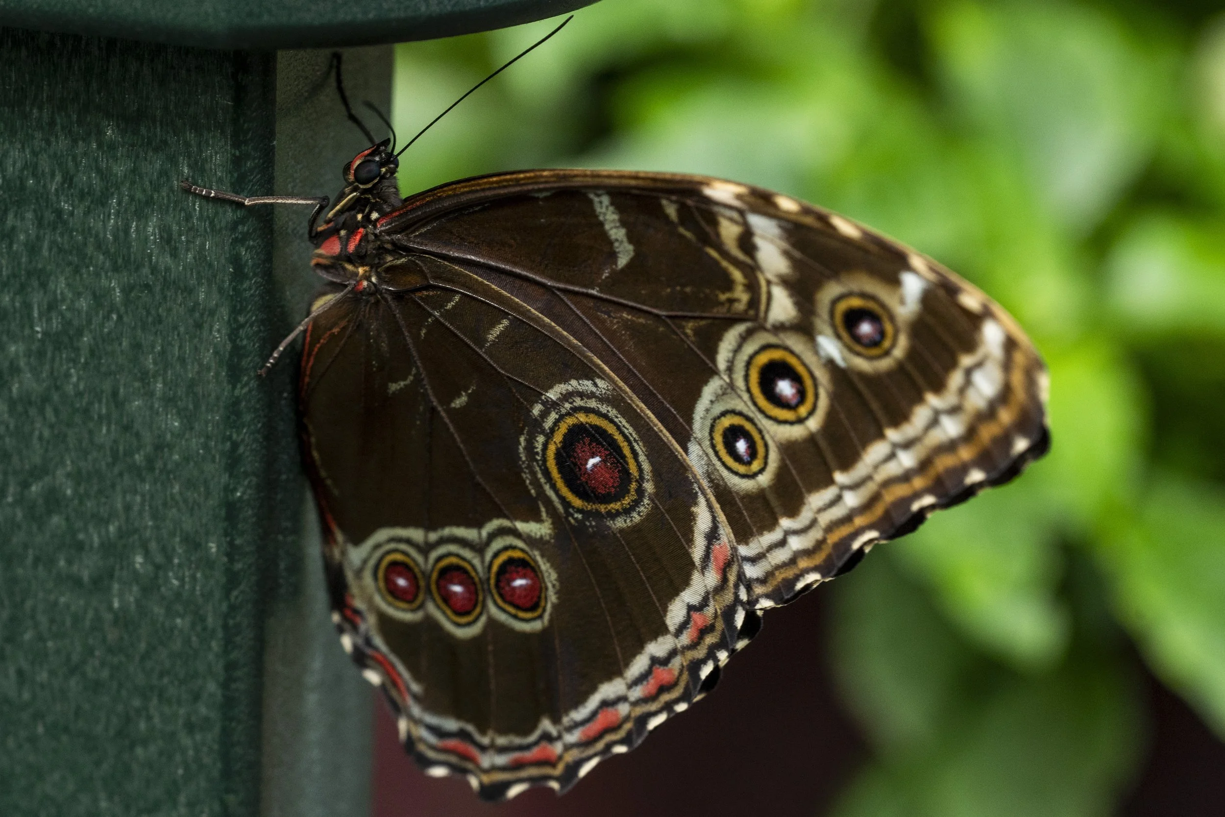 Butterfly Pavilion-2.jpg