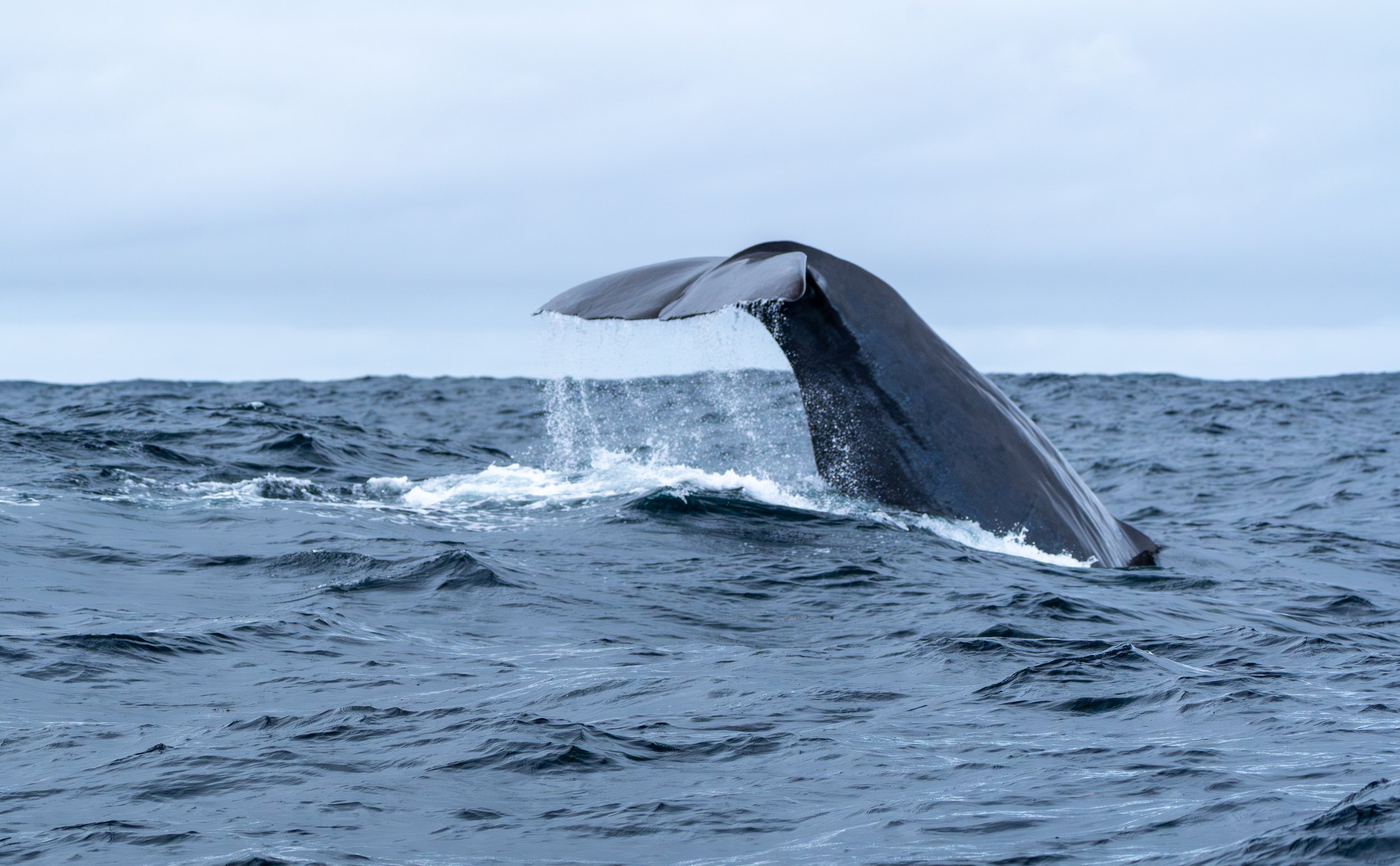 Sperm Whale 10.jpg