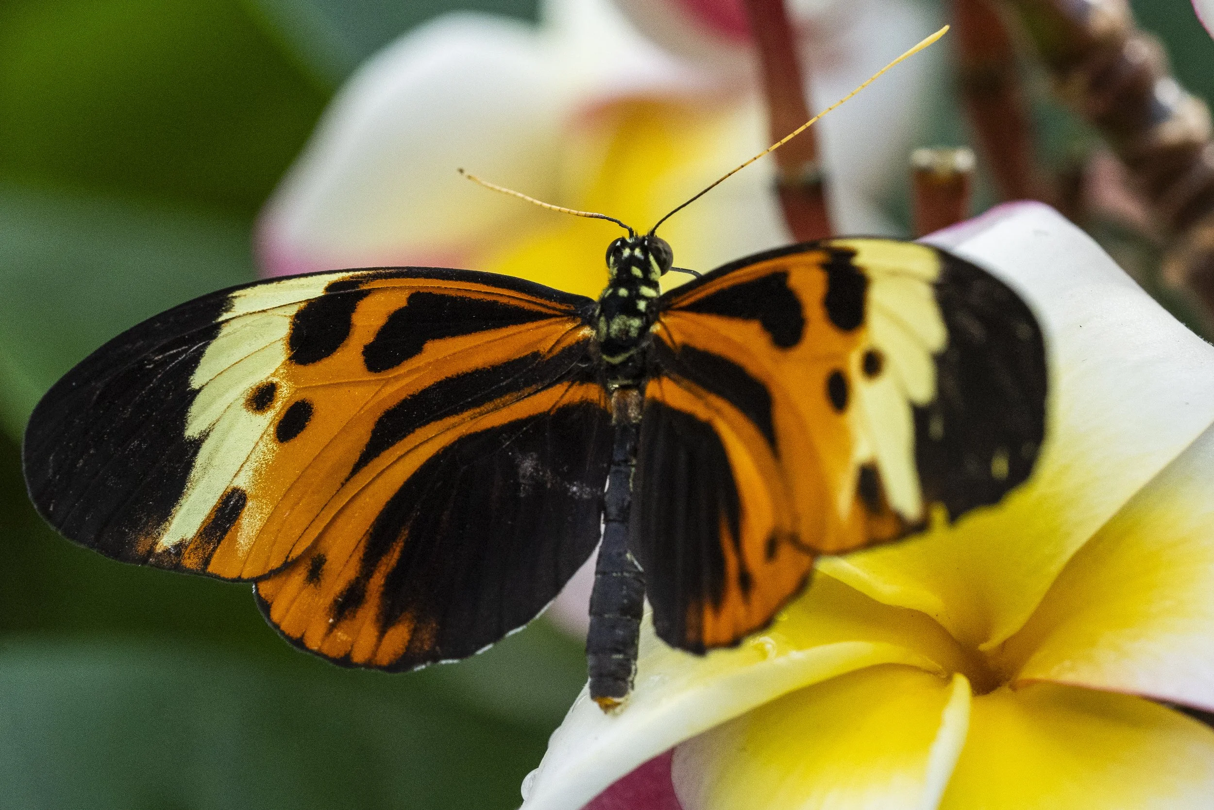 Butterfly Pavilion-7.jpg