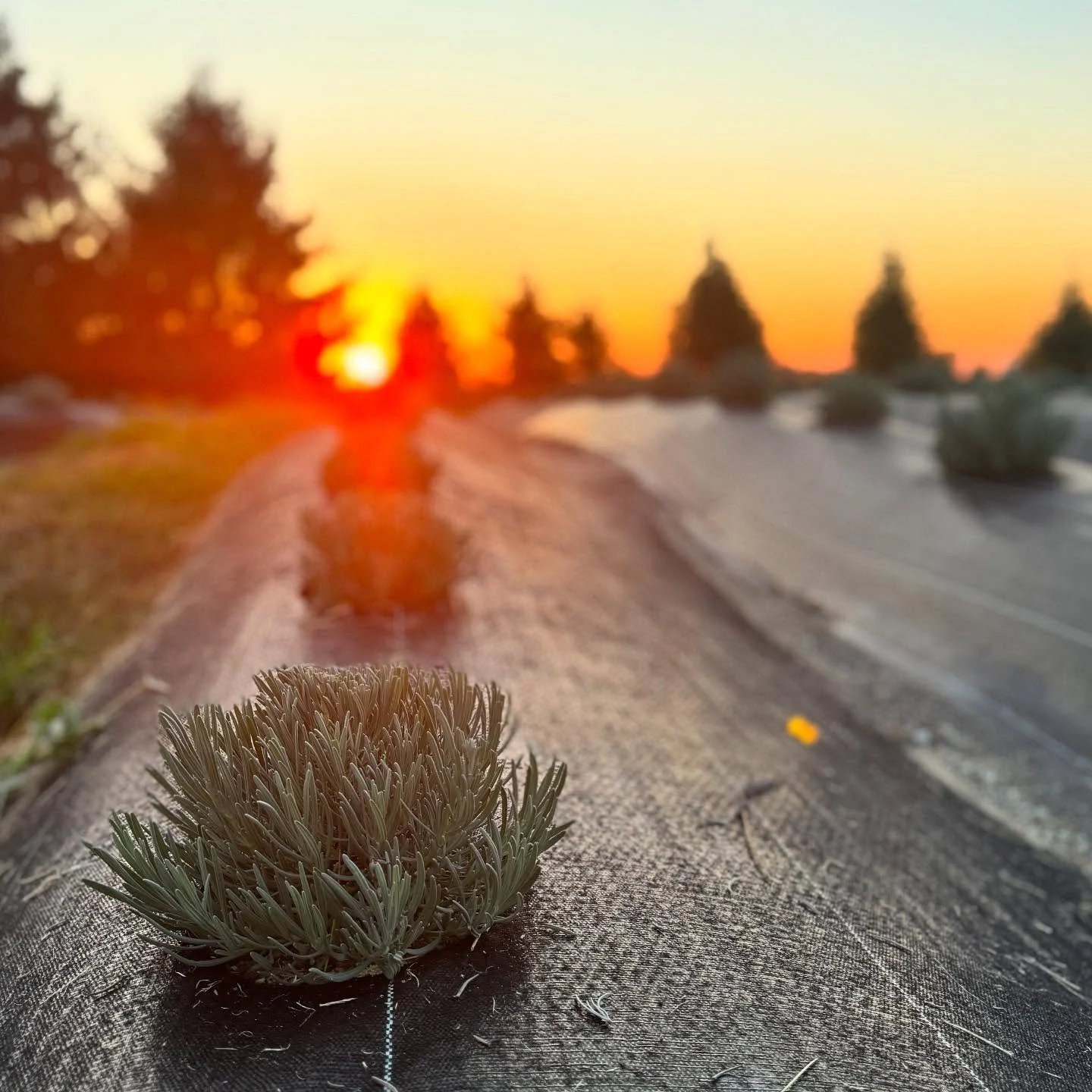 This was our first venture into fall planting with our lavender! 🌱 Turned out to be a beautiful evening on the farm 💜  We got 40 gallon sized Phenomenal cultivar in the ground! 

#farmlifebestlife #myhappyplace❤ #foursunsfarmmichigan #foursunsfarml