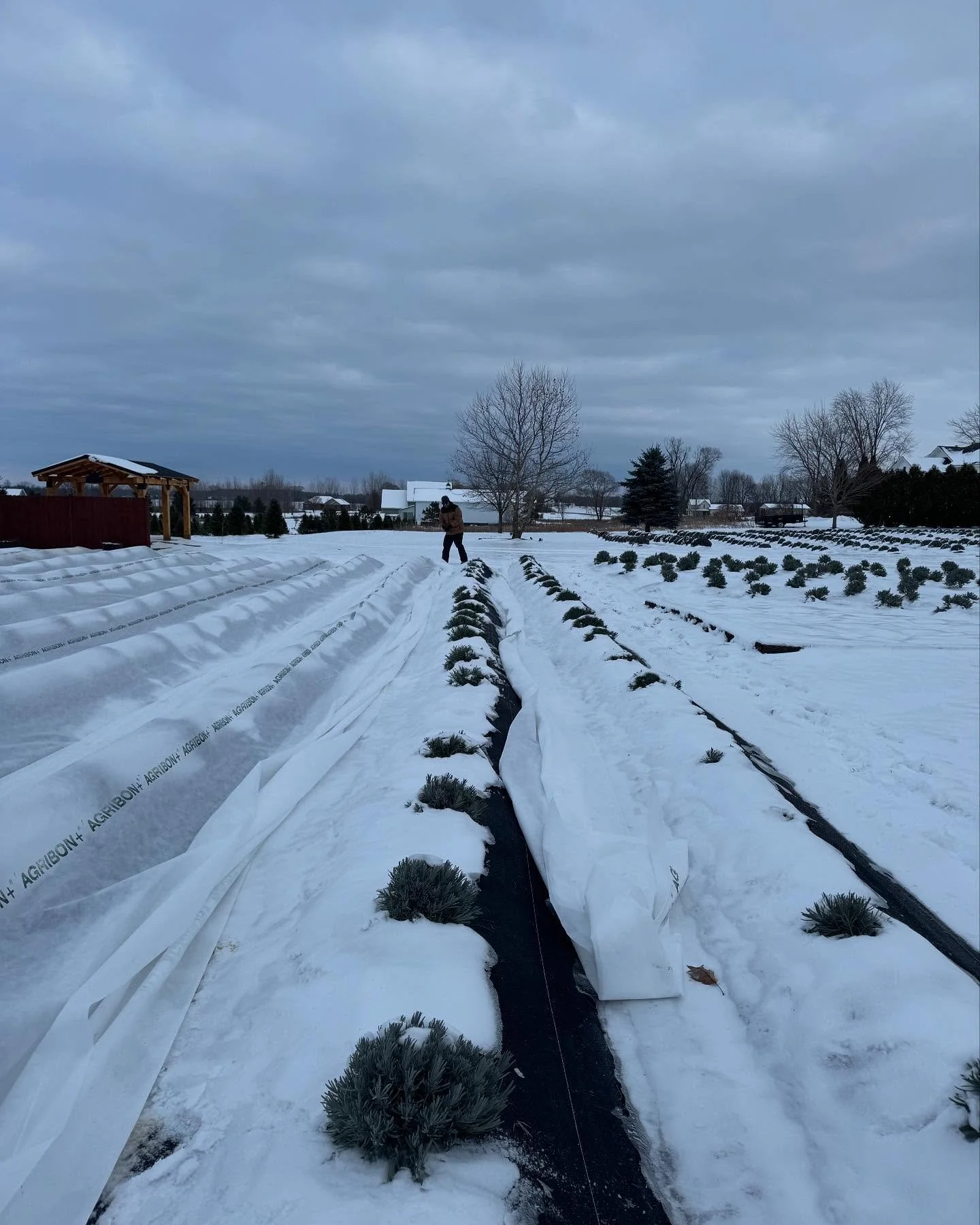 While most folks stay inside on days like this, we&rsquo;re out here tucking our lavender in for its long winter nap. ❄️💜
In Mid-Michigan, those deep freezes and wild temperature swings can be tough on young plants, so a cozy snow blanket helps prot