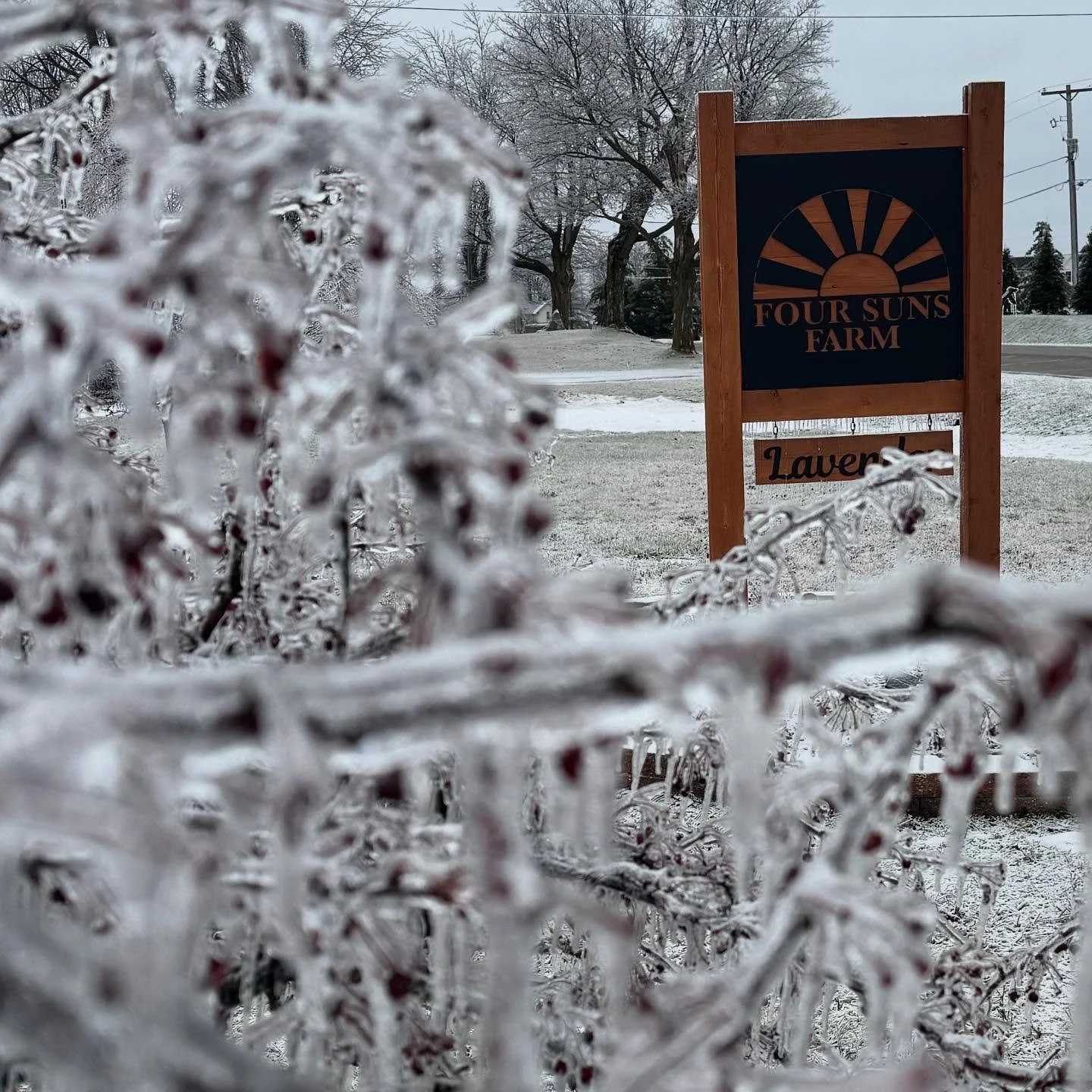 An icy morning at Four Suns Farm Lavender ❄️💜 Another storm is on the way. Wishing everyone warmth and safety as it passes. Please take care of yourselves and each other. 🫶🏼

#foursunsfarmmichigan #foursunsfarmlavender