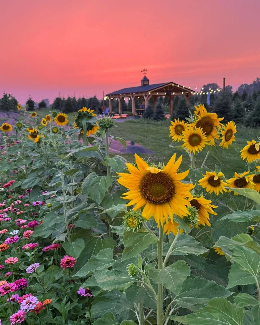 ✨ Now Booking Private Events for 2026 at Four Suns Farm Lavender ✨
Celebrate your special moments surrounded by the natural beauty of our working family farm. Our pavilion and open farm space offer a relaxed, meaningful setting to gather, connect, an
