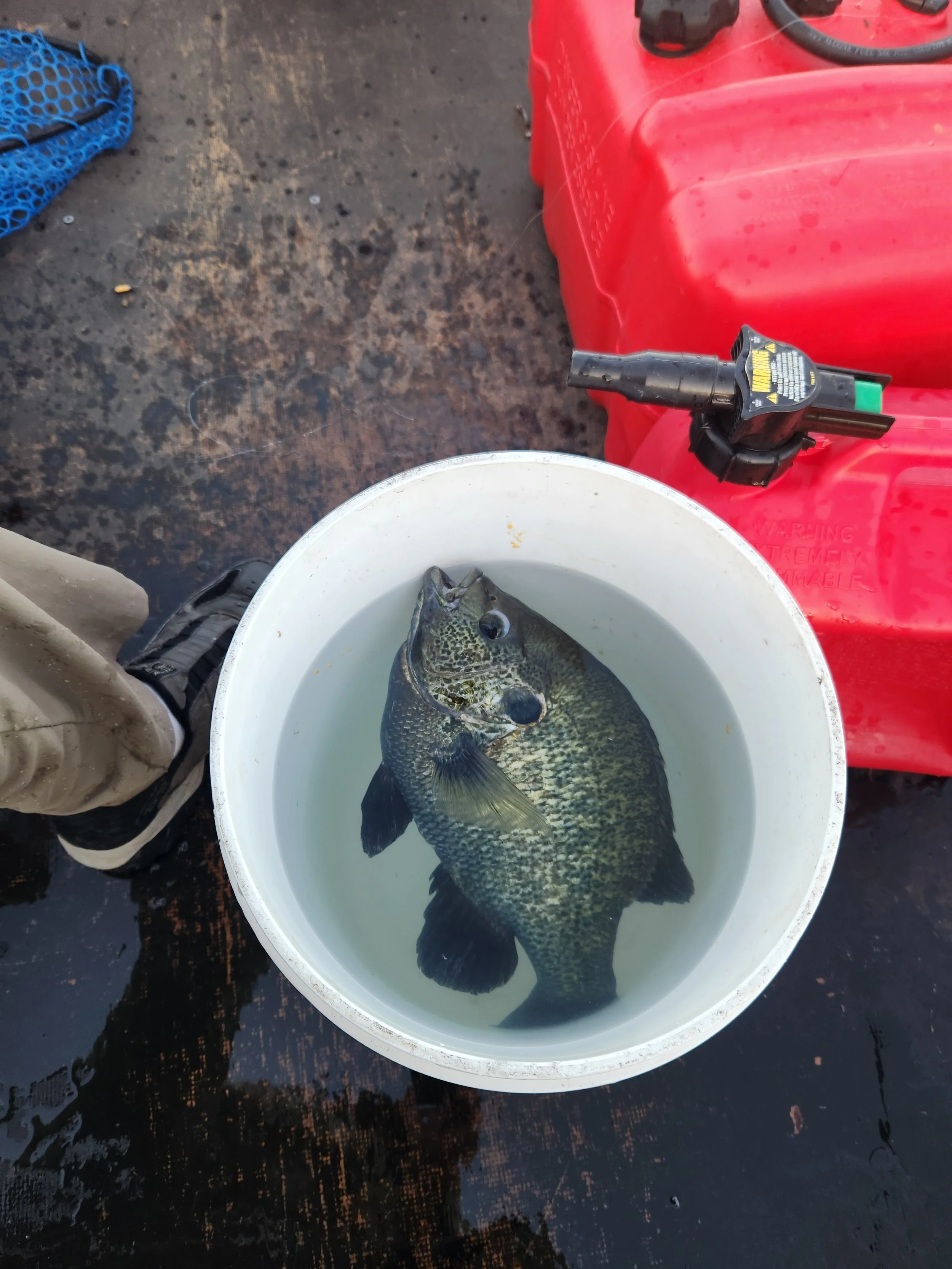 Lake Havasu sunfish are sometimes as big as a five gallon bucket.