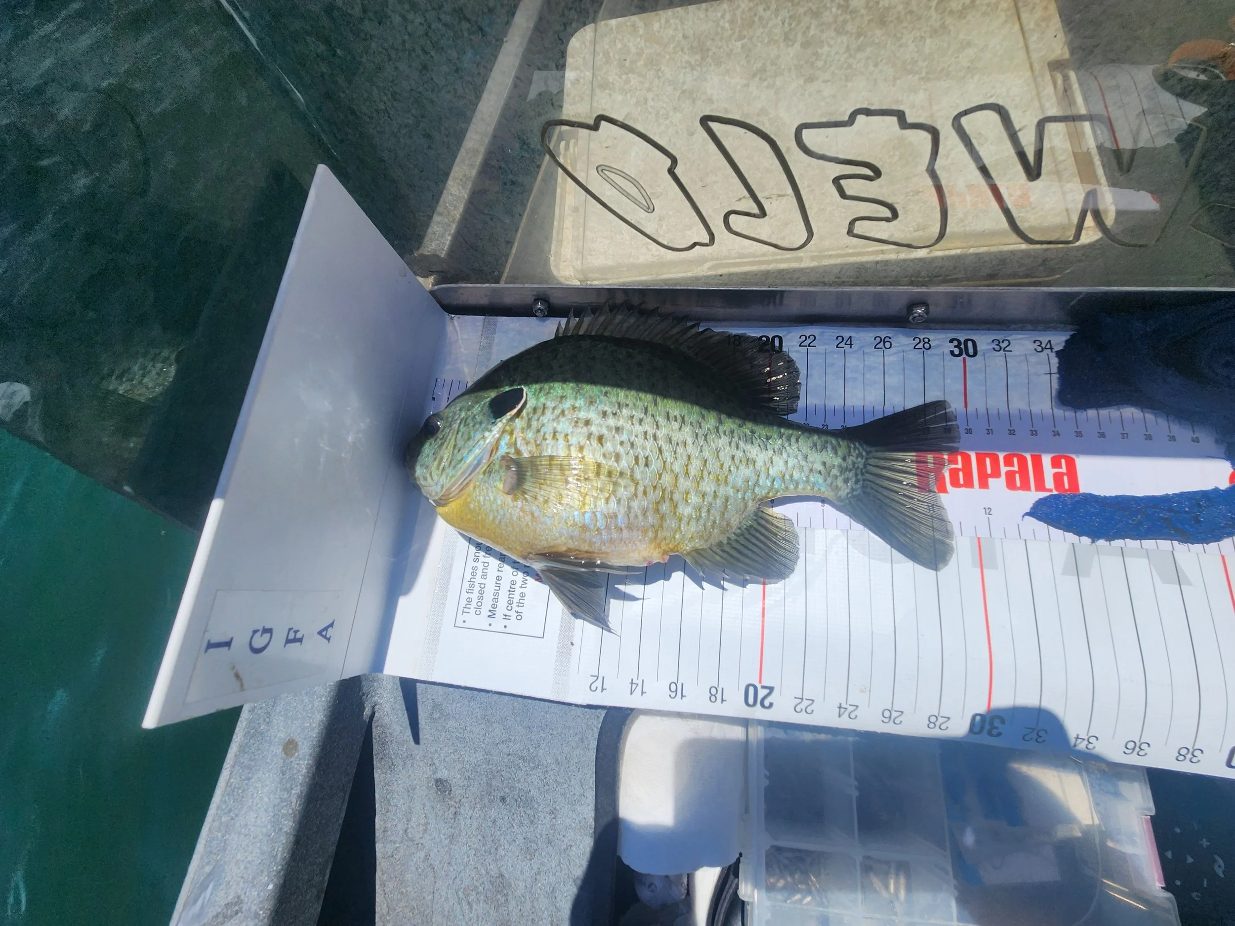 Anywhere alse this would be a great shellcracker, not in Lake Havasu.