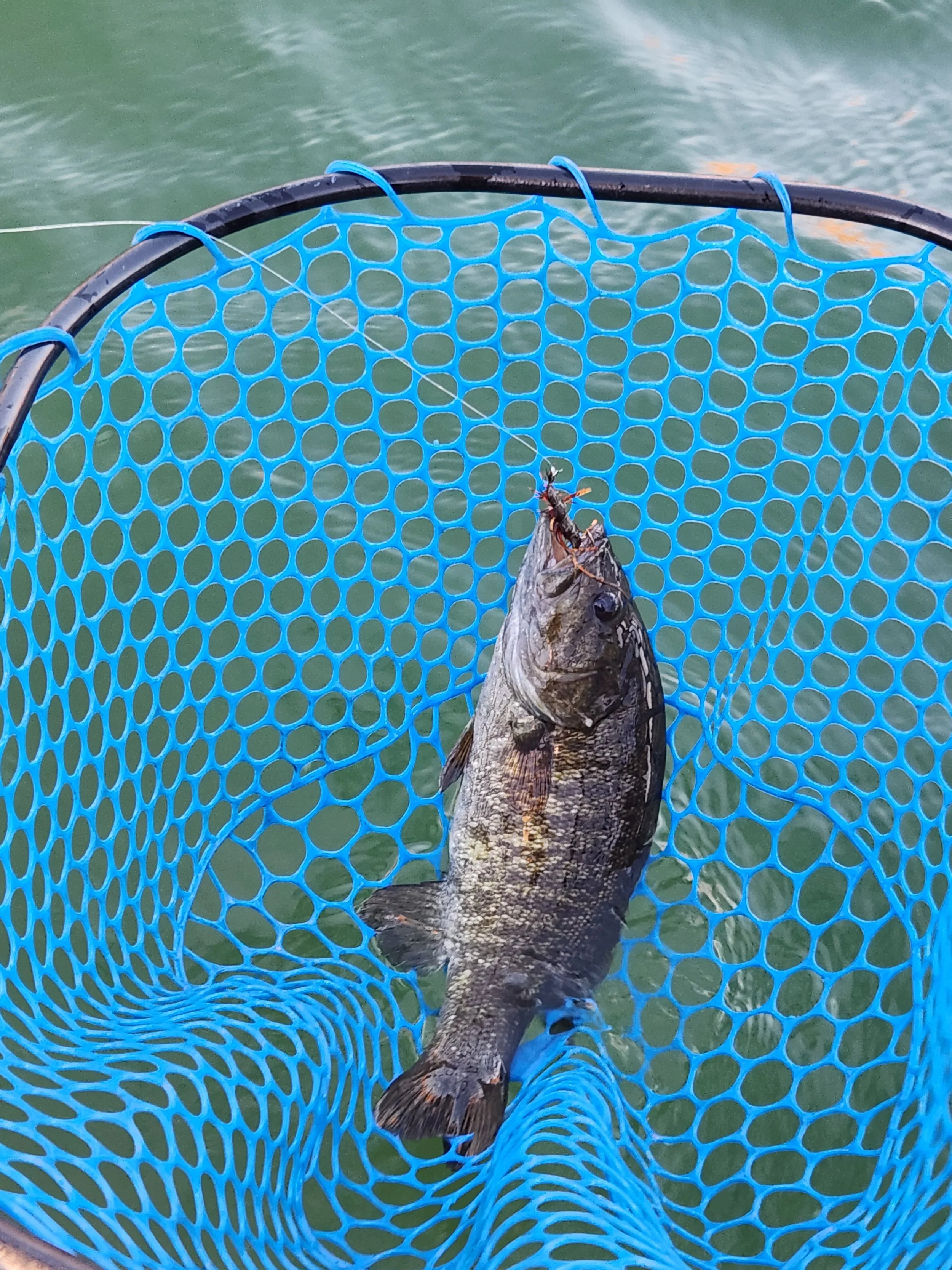 Crayfish are a huge food source for fish in Lake Havasu. Crayfish flies are attractive.