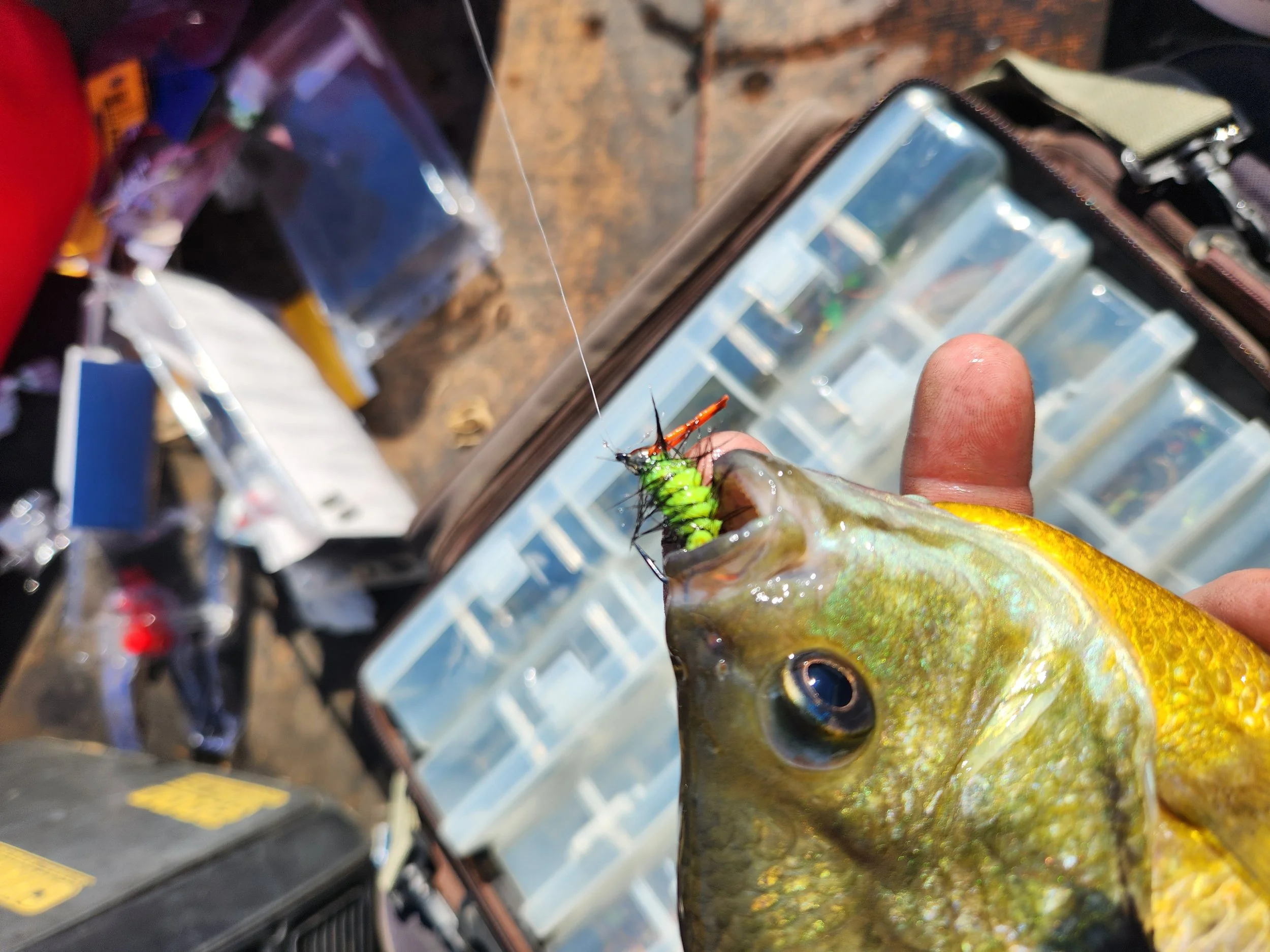 An original fly pattern, the Woolly Bully originated by Mark Knapp, is popular with sunfish in Lake Havasu.