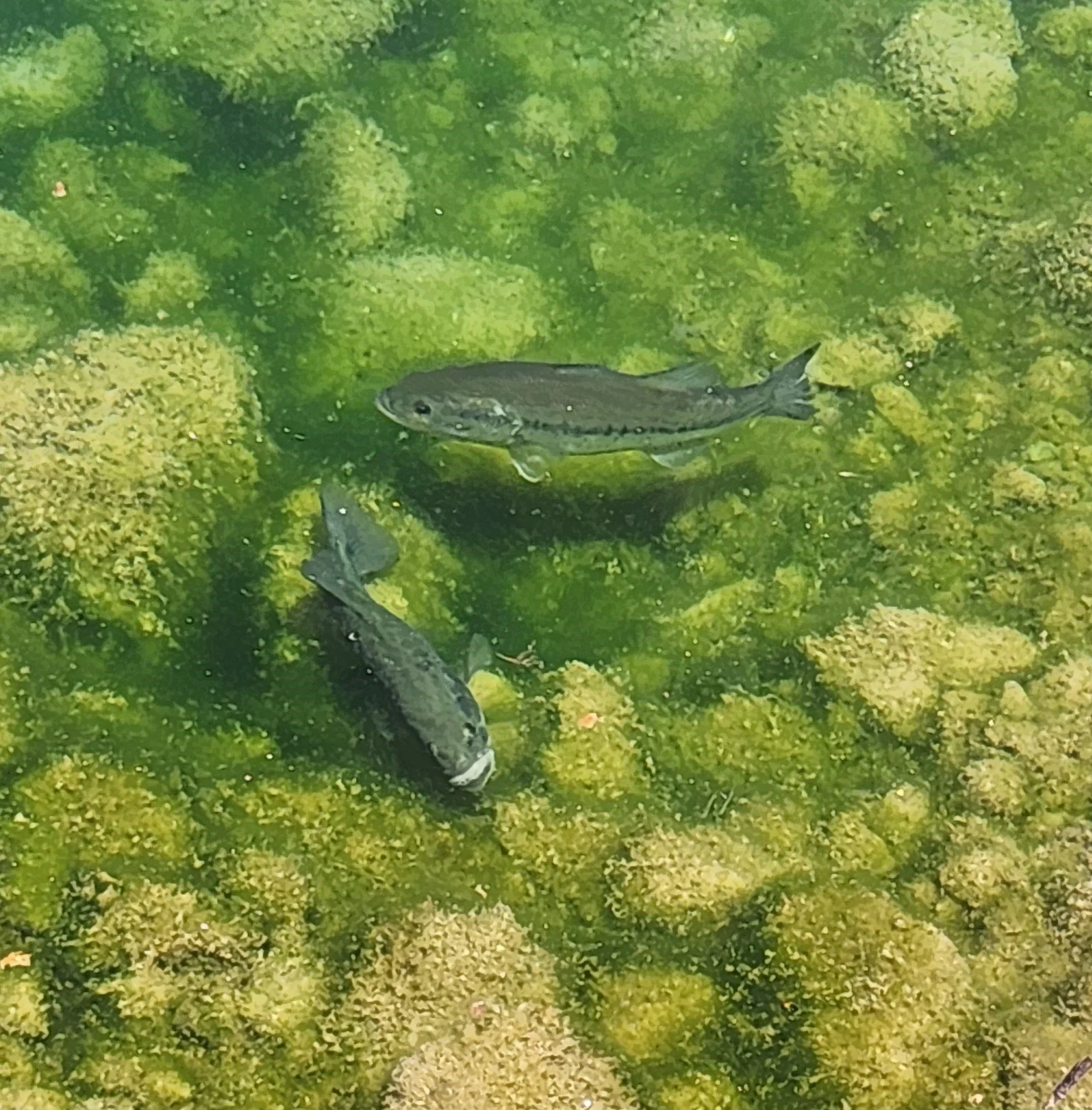 We left the sunfish, redears and bass alone in the spawning beds in Lake Havasu. alone in the beds.