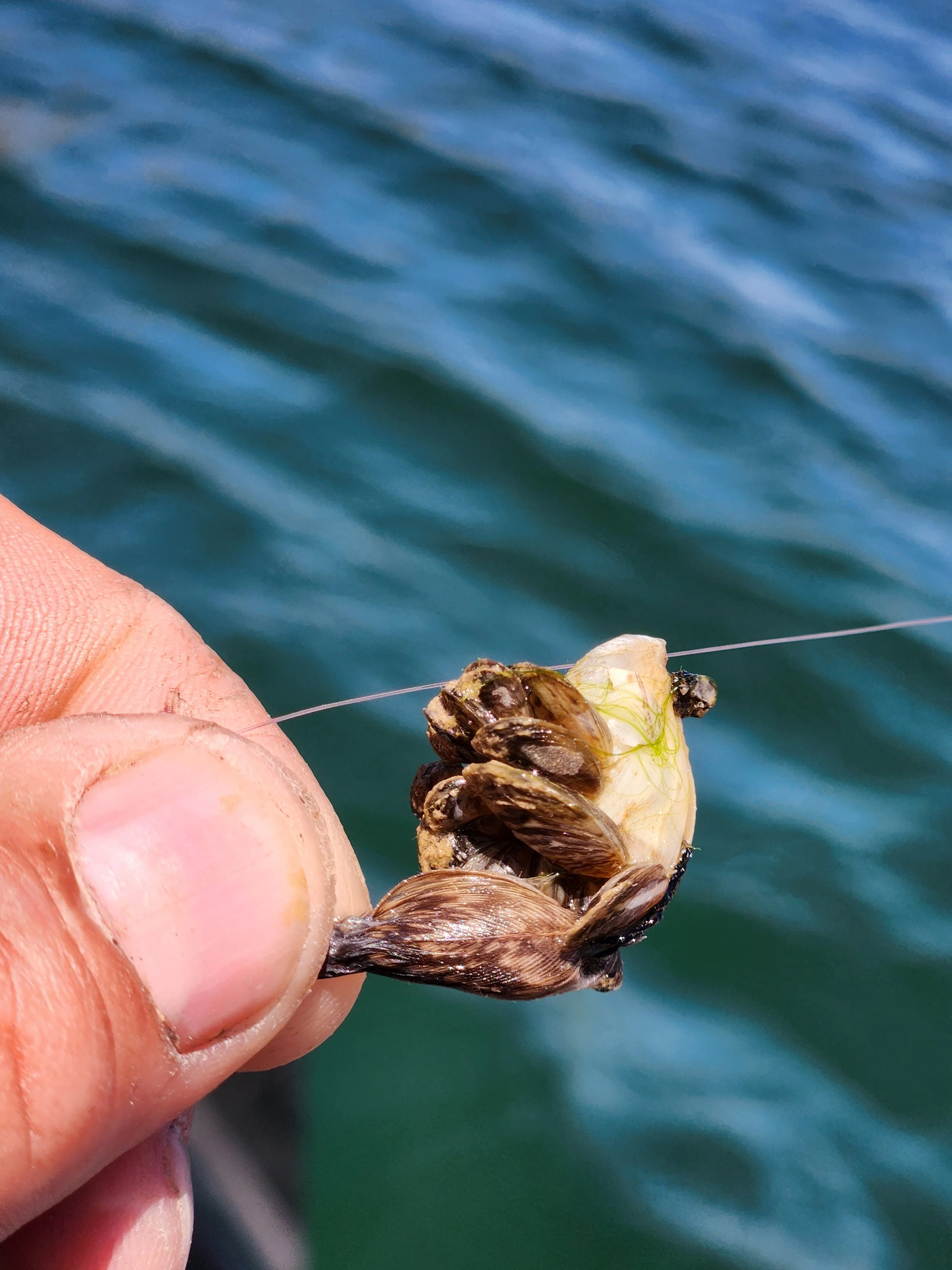 When a quagga mussel closes on your fly, you know you are fishing in the right place.