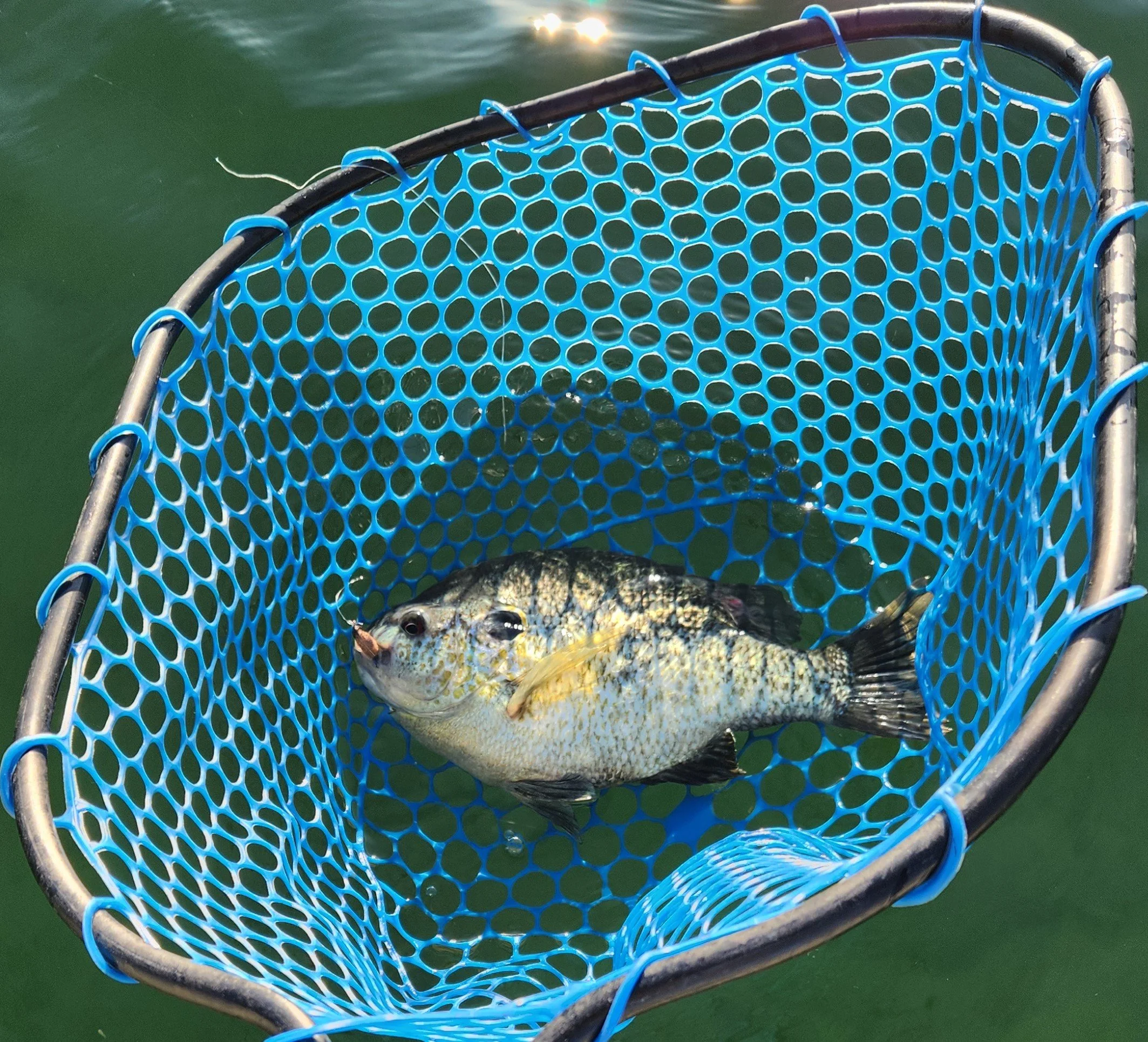 The Quagga Mussel fly pattern was effective on all species of sun fish, large and smallmouth as well as stripers on Lake Havasu.